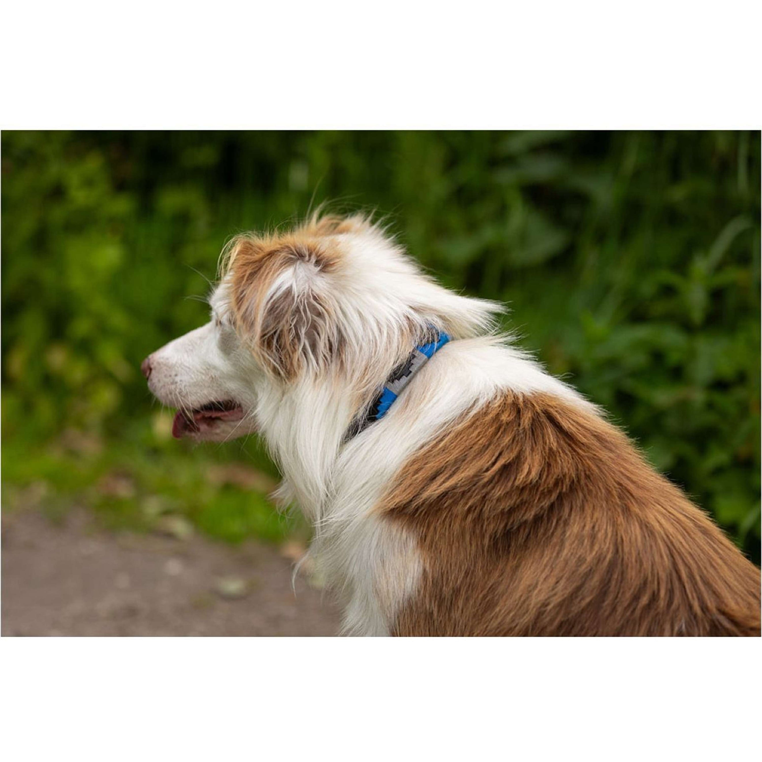 BR Hundehalsband Blau/Grau BR Hundehalsband Blau/Grau