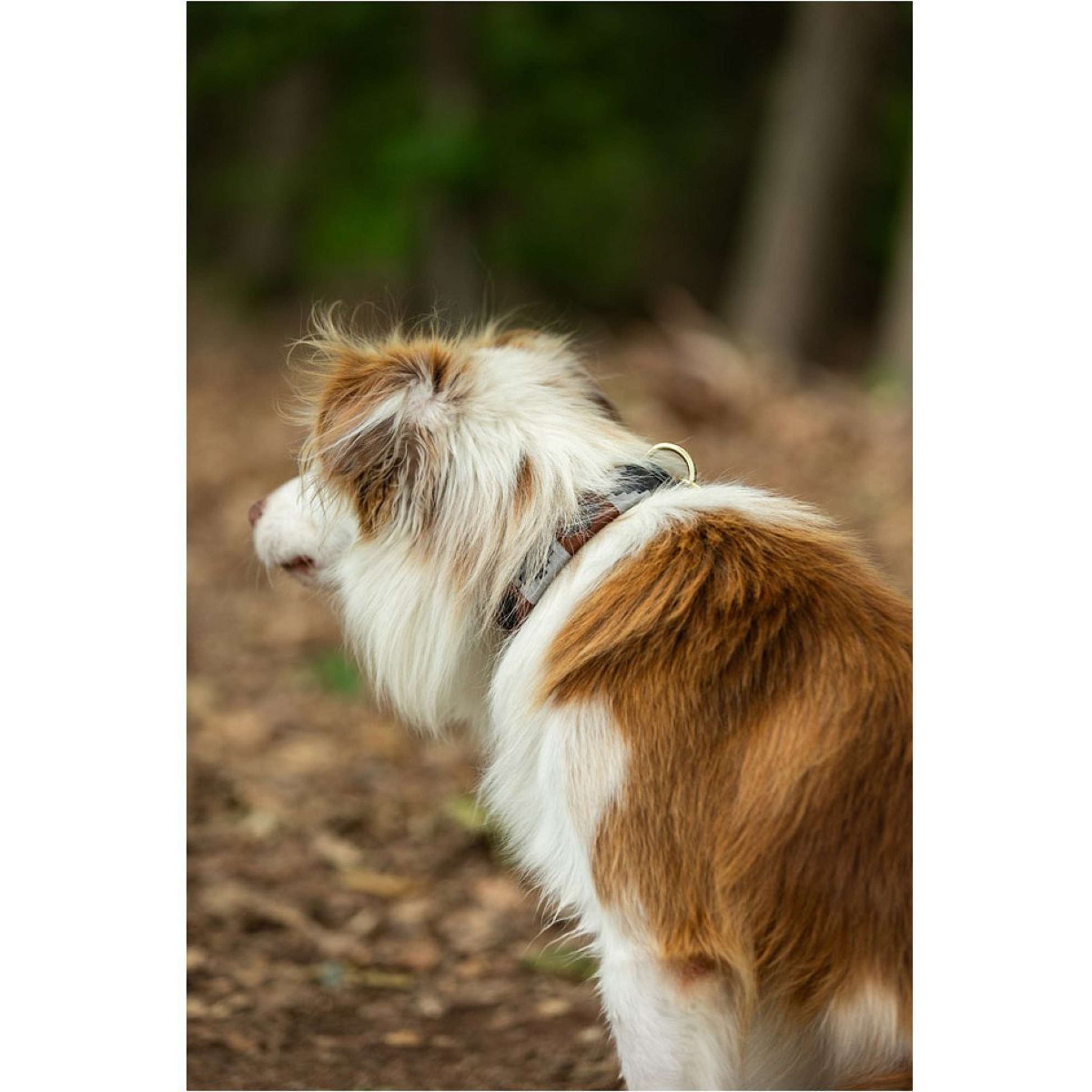 BR Hundehalsband Braun/Grau BR Hundehalsband Braun/Grau