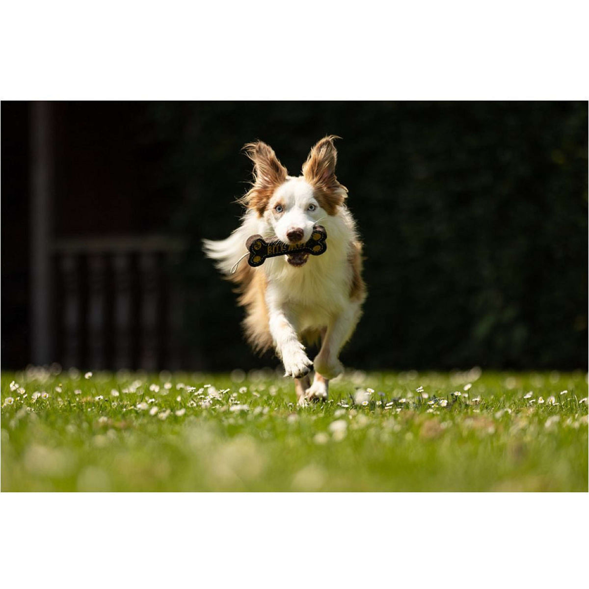 BR Hundespielzeug Bone