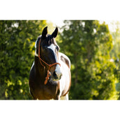 BR Knotenhalfter Klara Mecca Orange