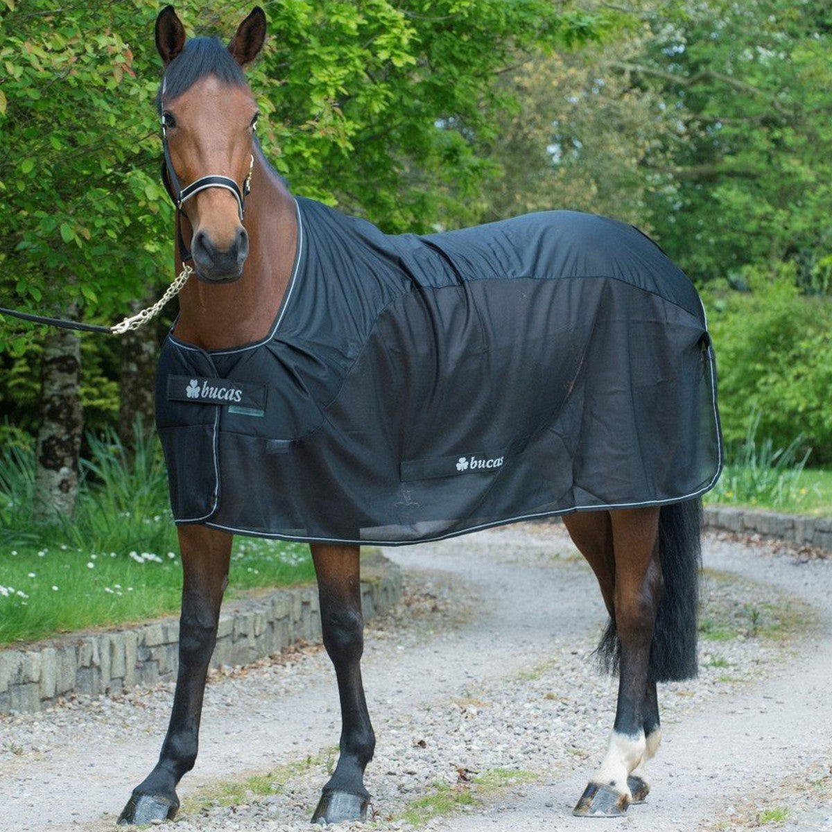 Bucas Competition Cooler Schwarz