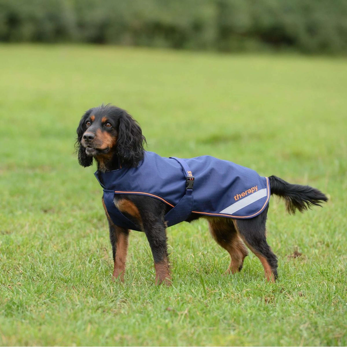 Bucas Therapy Dog Rug Navy Orange