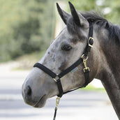 Bucas Halfter Dublin Foal Schwarz