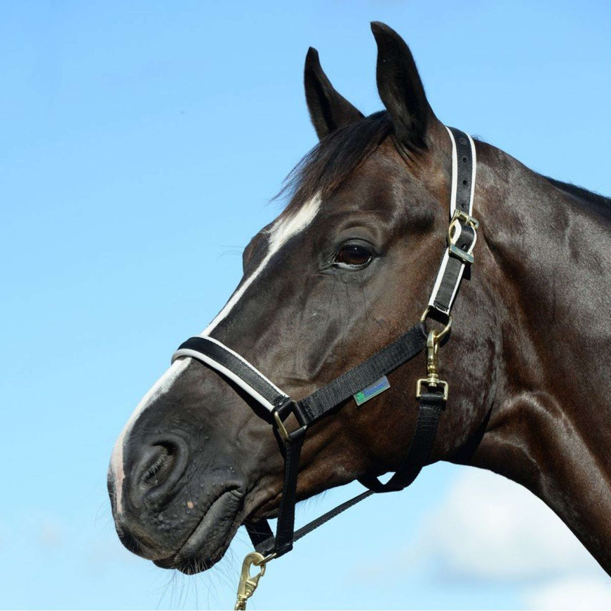 Bucas Halfter Dublin Foal Black/Silver