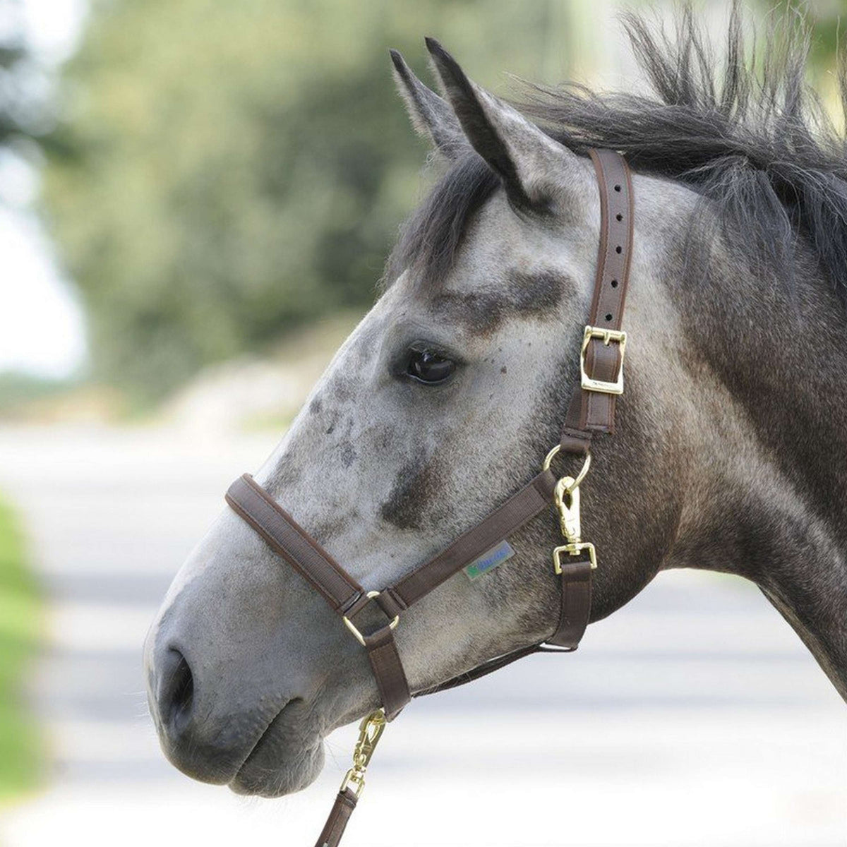 Bucas Halfter Dublin Foal Braun