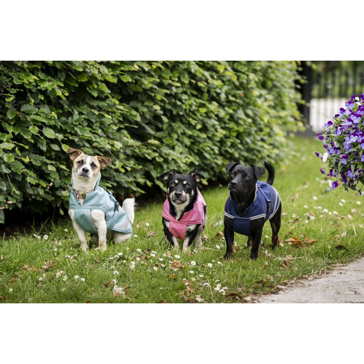 Bucas Freedom Dog Rug Turquoise