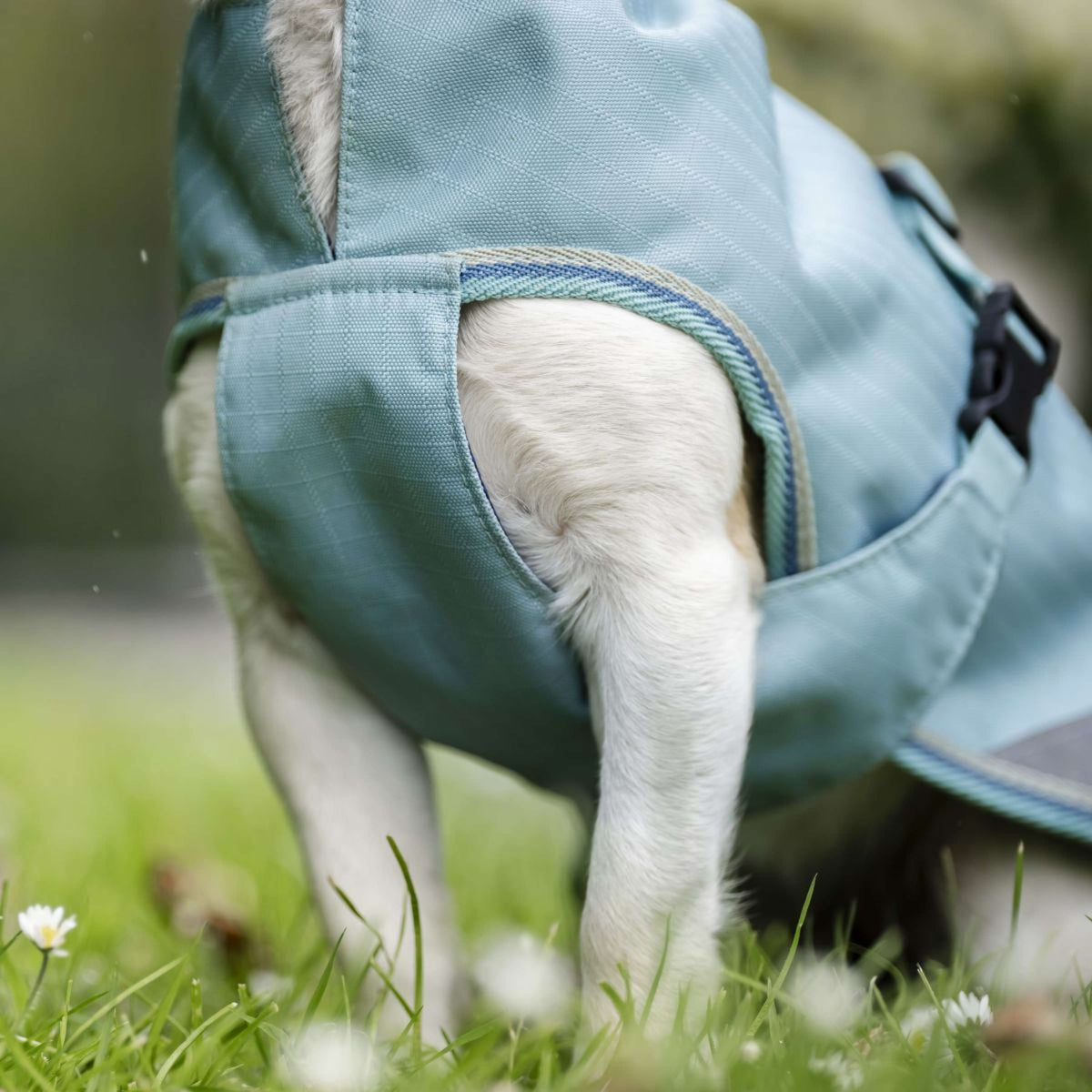 Bucas Freedom Dog Rug Turquoise