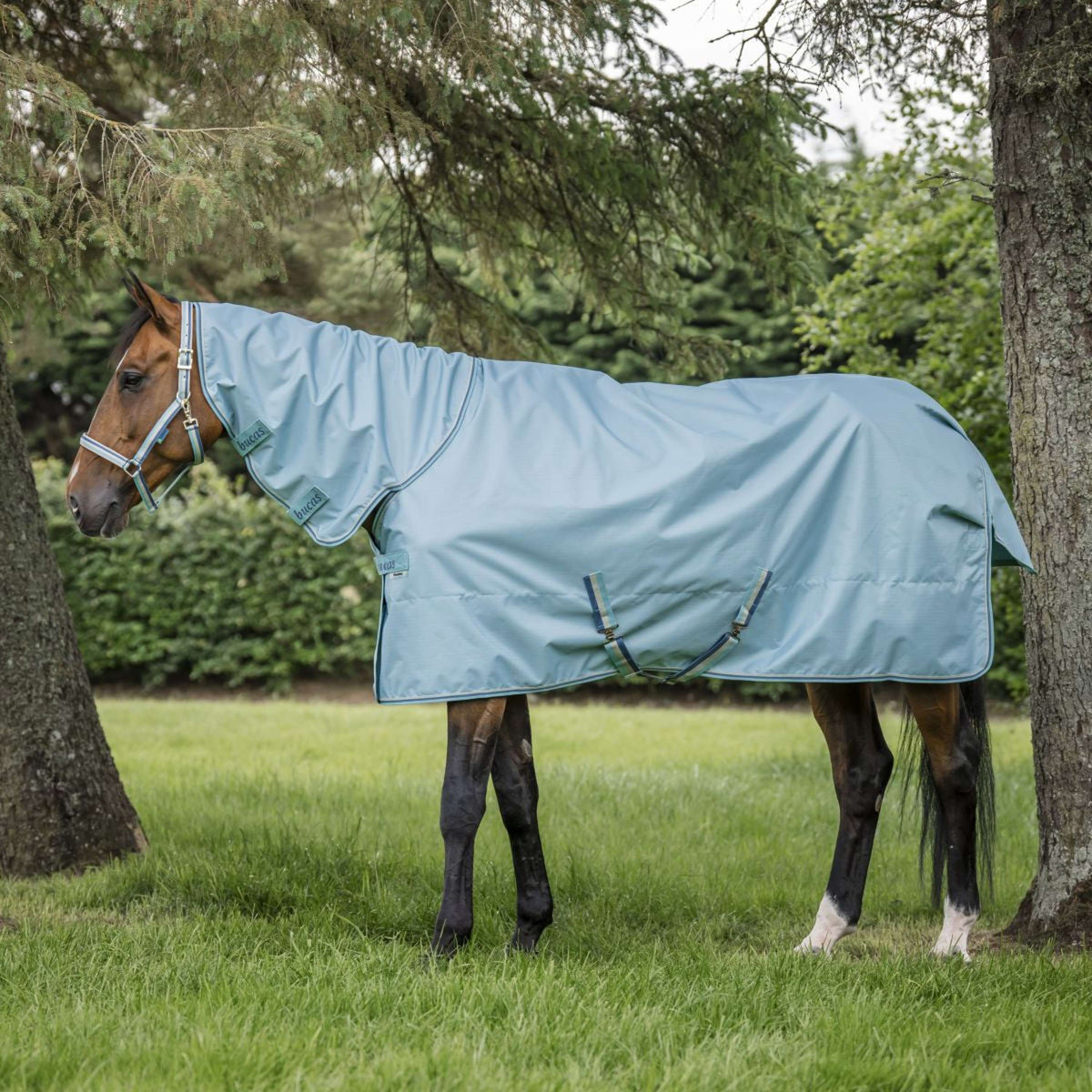 Bucas Halfter Dublin Fohlen Turquoise