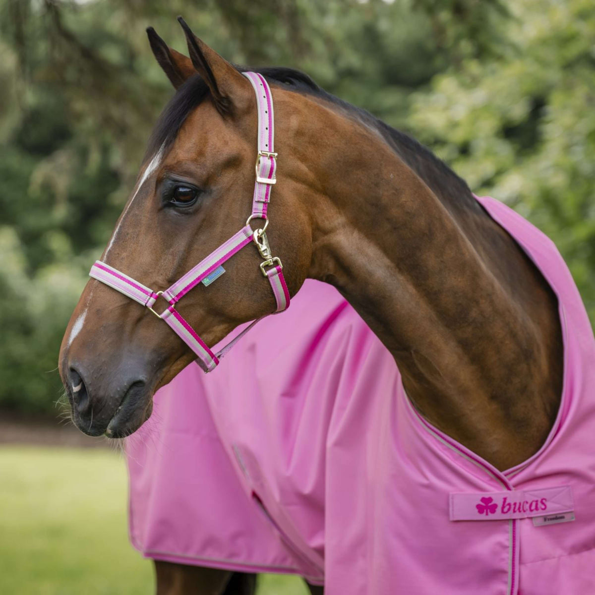 Bucas Halfter Dublin Aurora Pink