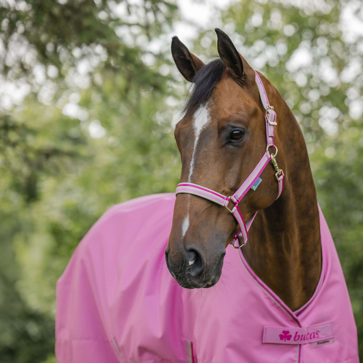 Bucas Halfter Dublin Aurora Pink