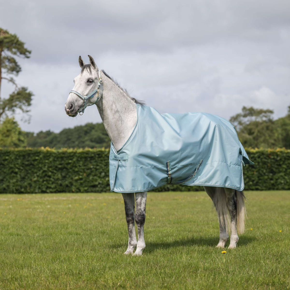 Bucas Halfter Dublin Turquoise