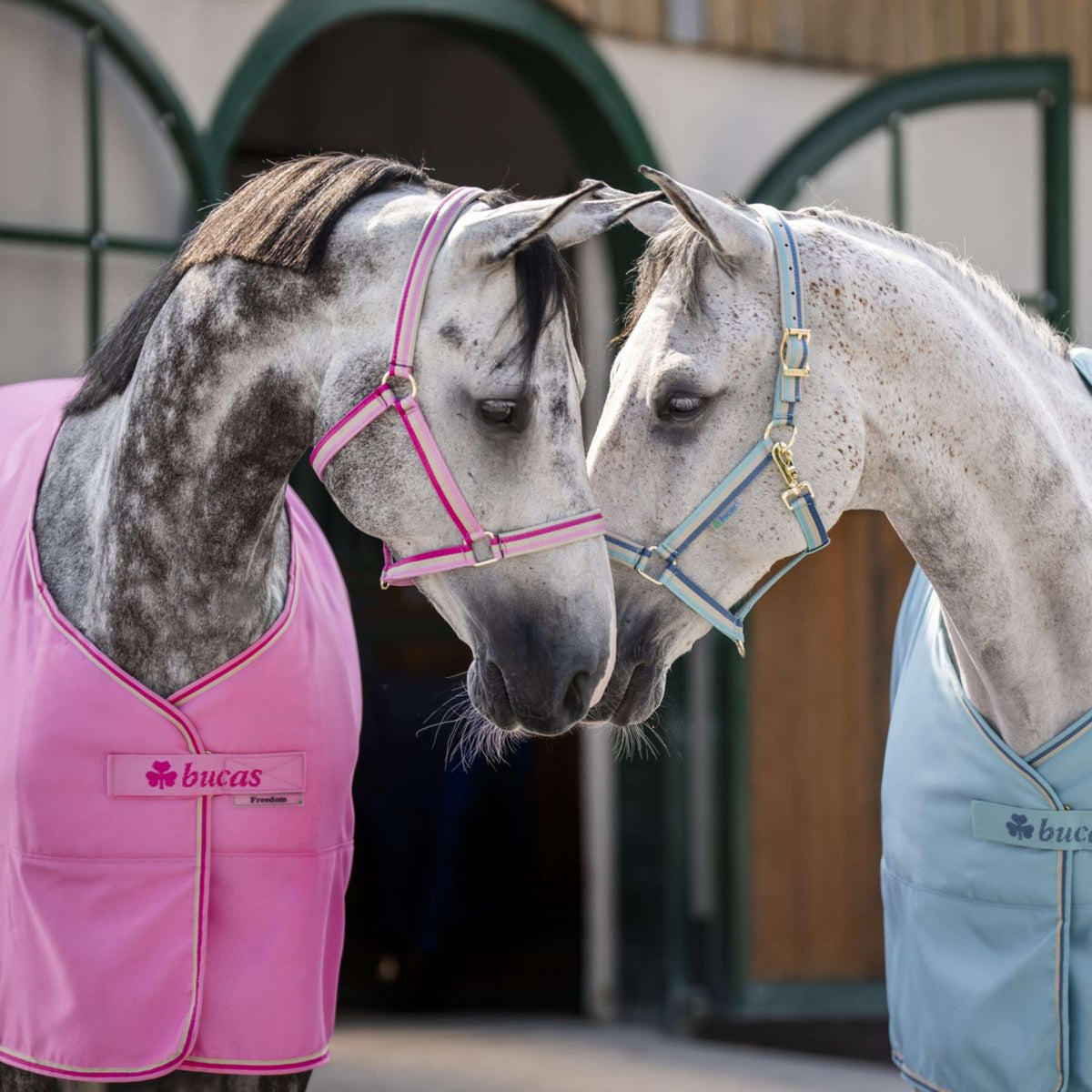 Bucas Halfter Dublin Aurora Pink