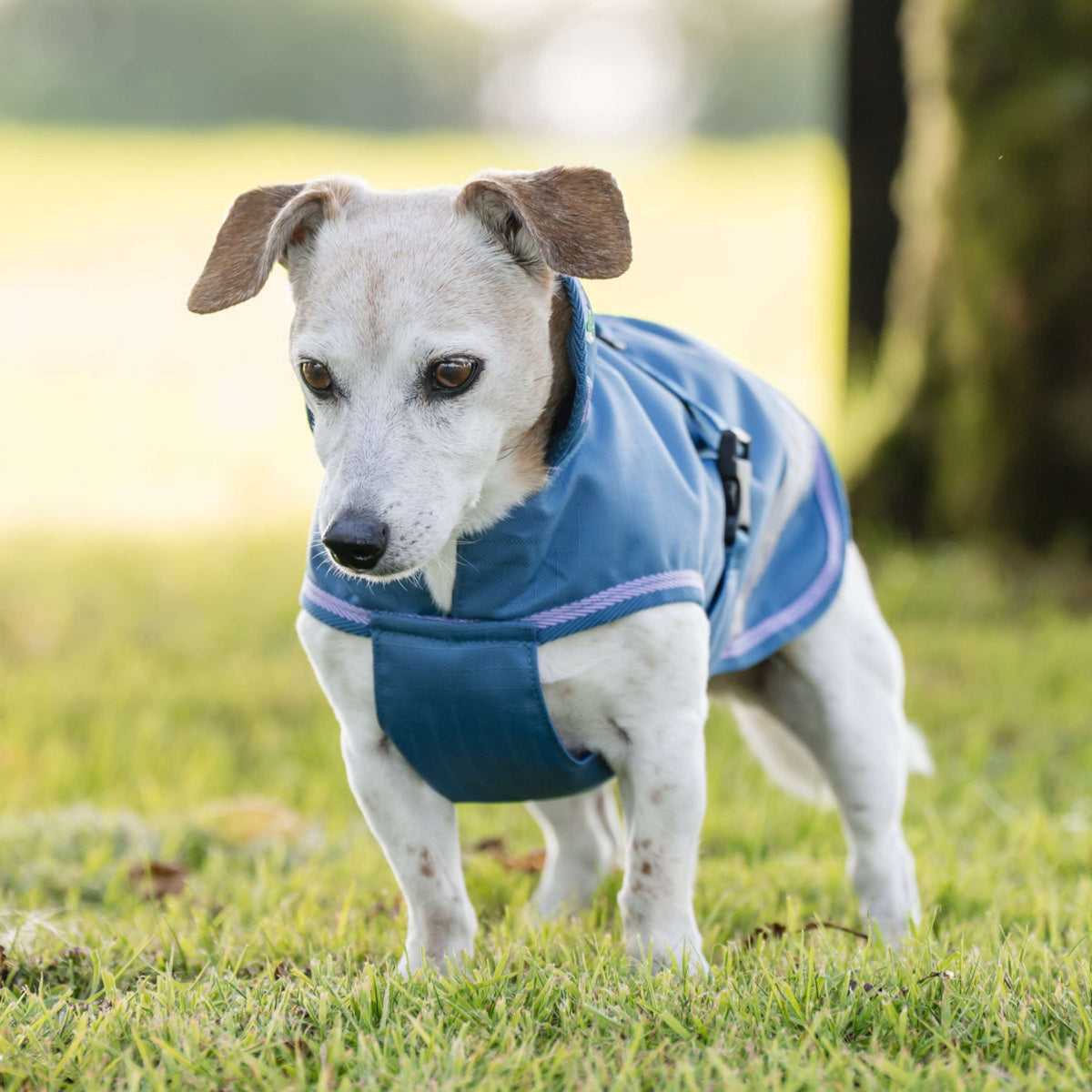 Bucas Freedom Dog Rug Blueberry