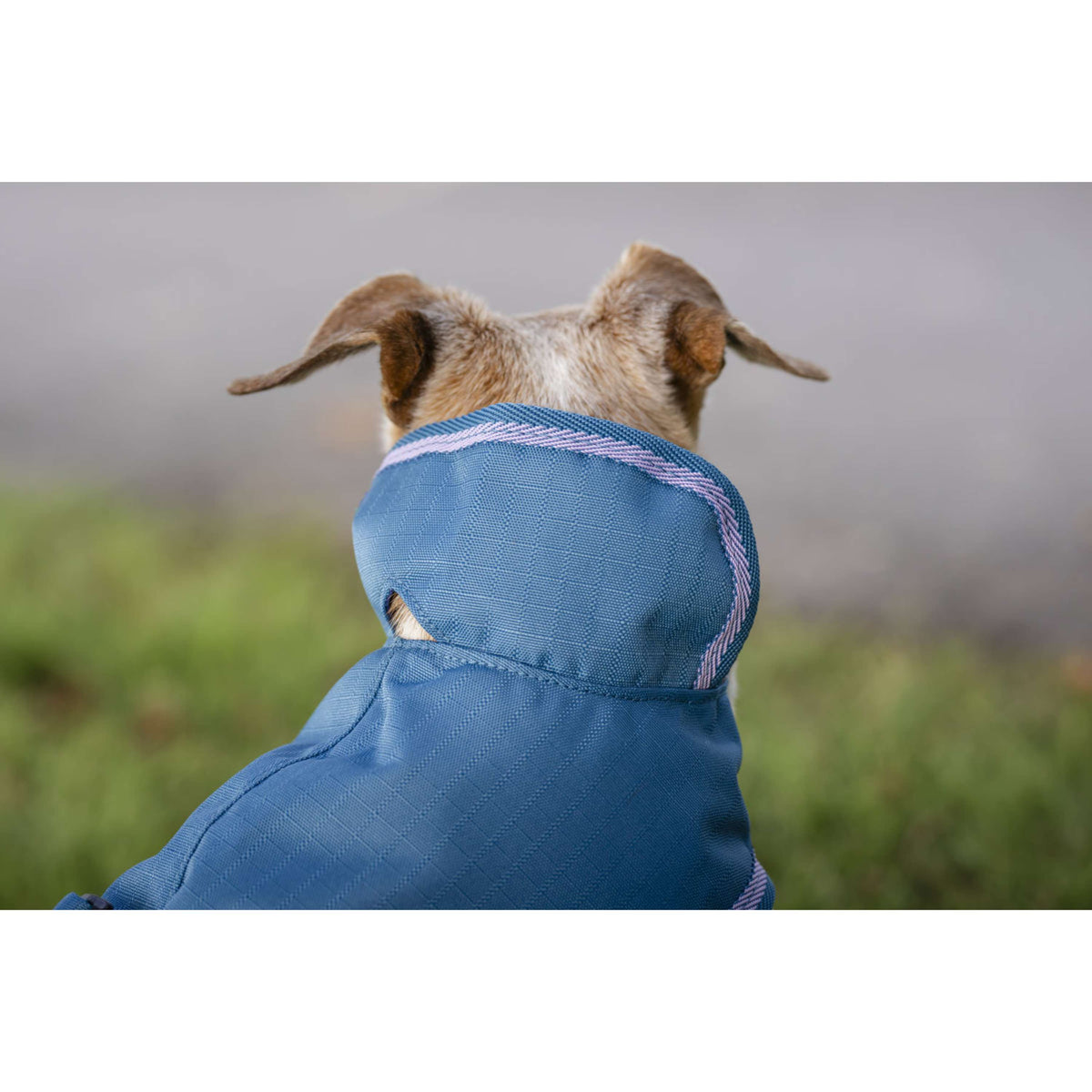 Bucas Freedom Dog Rug Blueberry