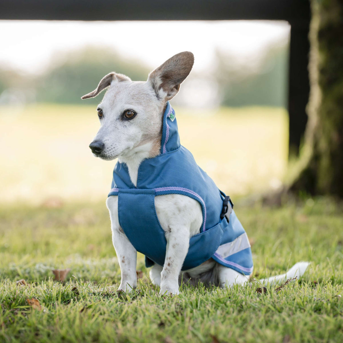 Bucas Freedom Dog Rug Blueberry