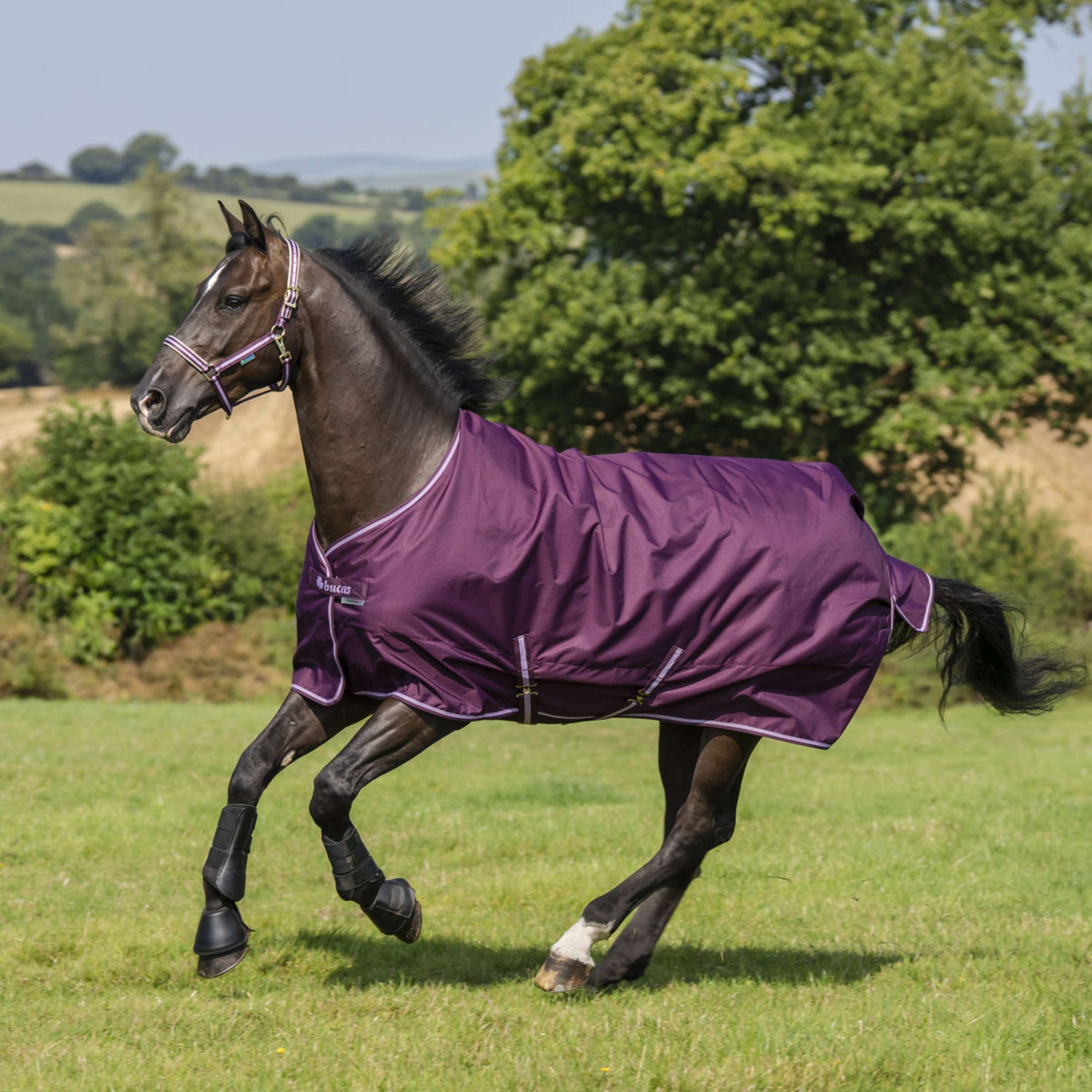 Bucas Freedom Turnout Light 0g Blackberry