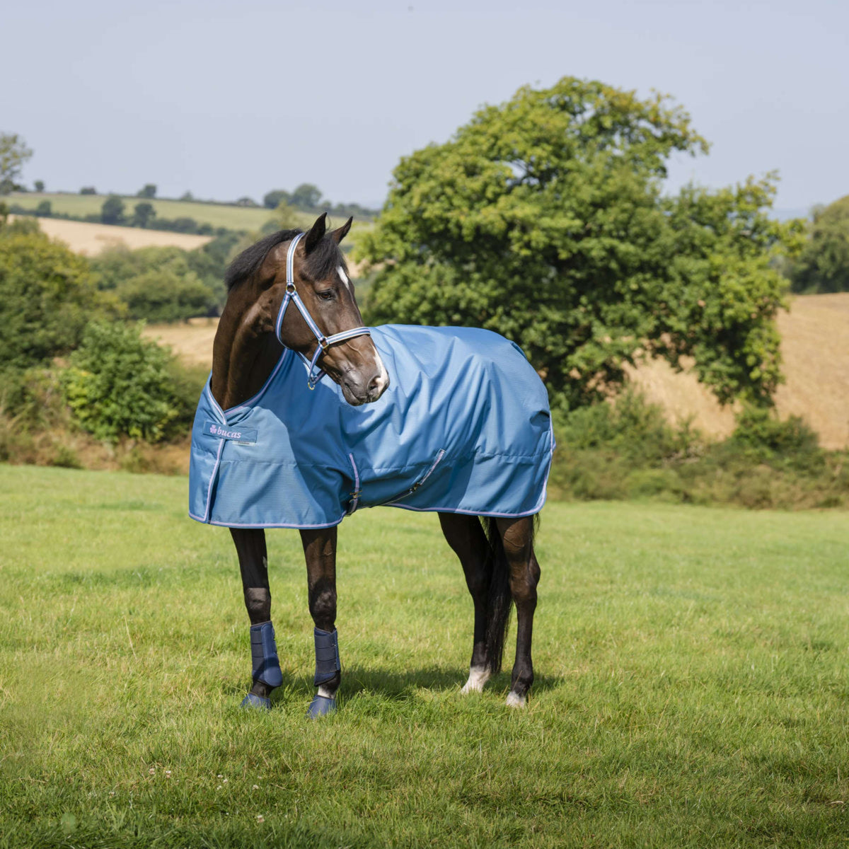 Bucas Halfter Dublin Fohlen Blueberry