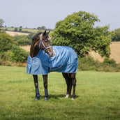 Bucas Halfter Dublin Fohlen Blueberry