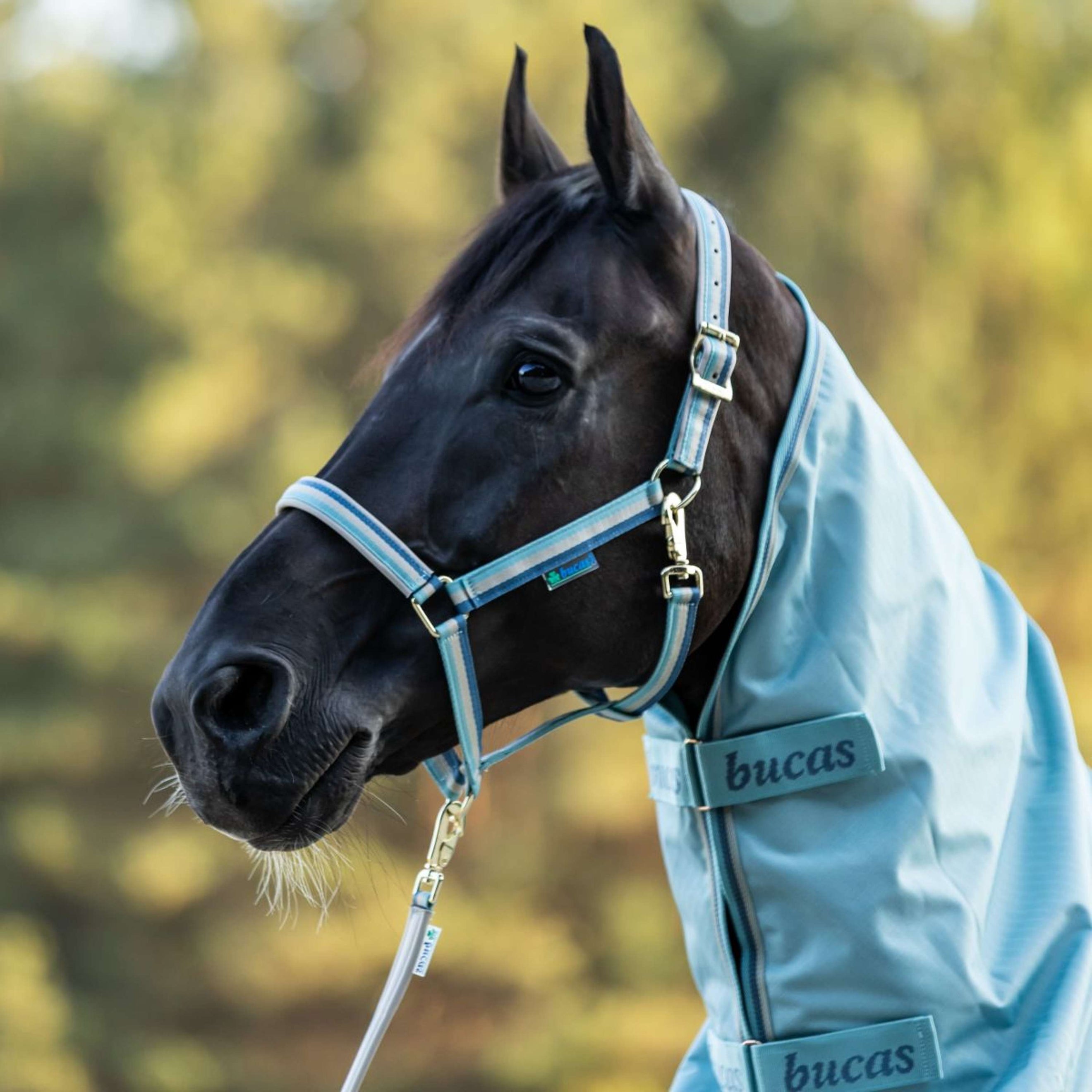 Bucas Lead Rein Dublin Padded Turquoise Bucas Lead Rein Dublin Padded Turquoise