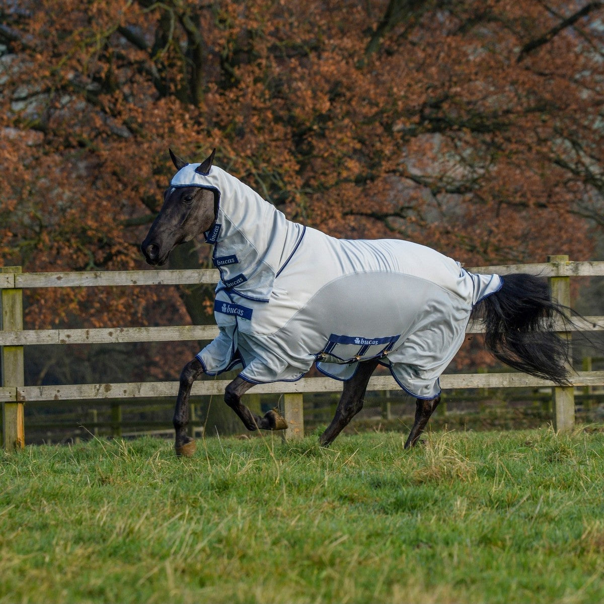 Bucas Ekzemerdecke Sweet-Itch X Light Big Neck Silber