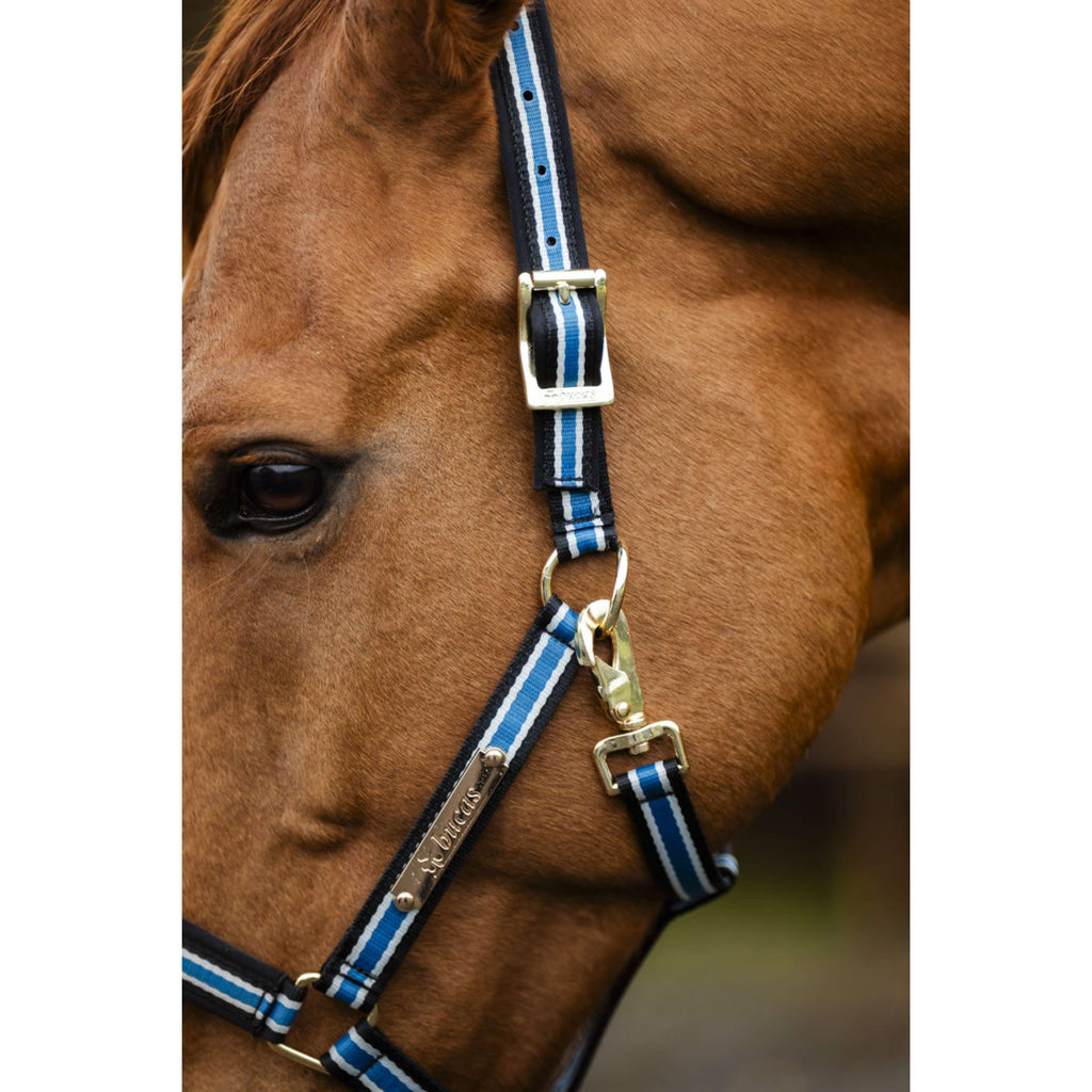 Bucas Anniversary Halfter Dublin Sapphire