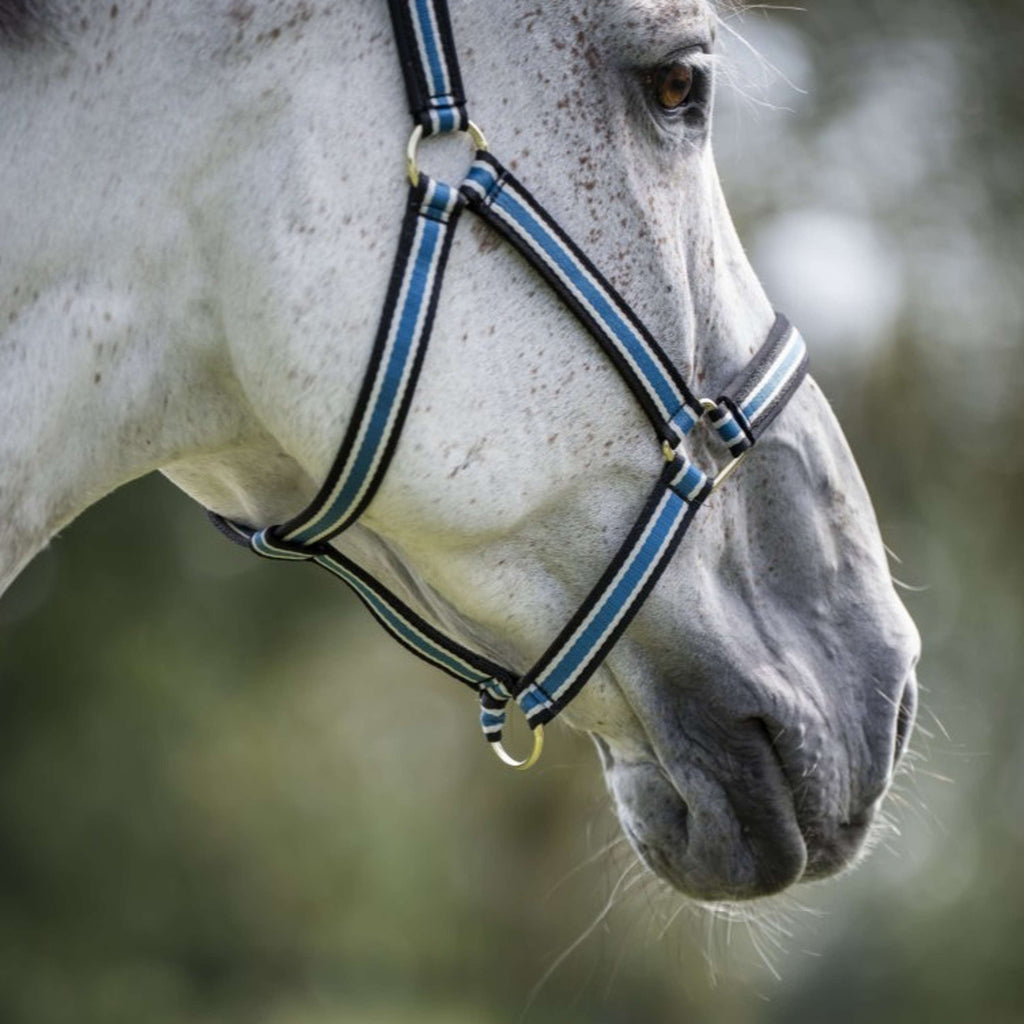 Bucas Anniversary Halfter Dublin Sapphire