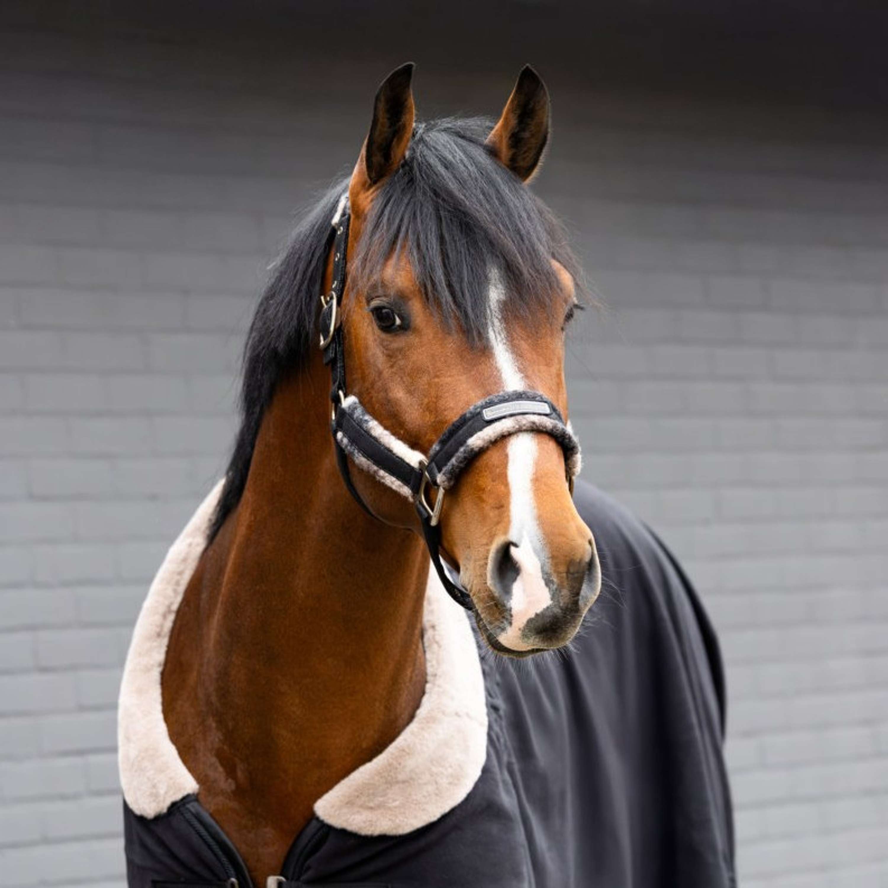 Cavallo Halfter Cavallavi Kariert