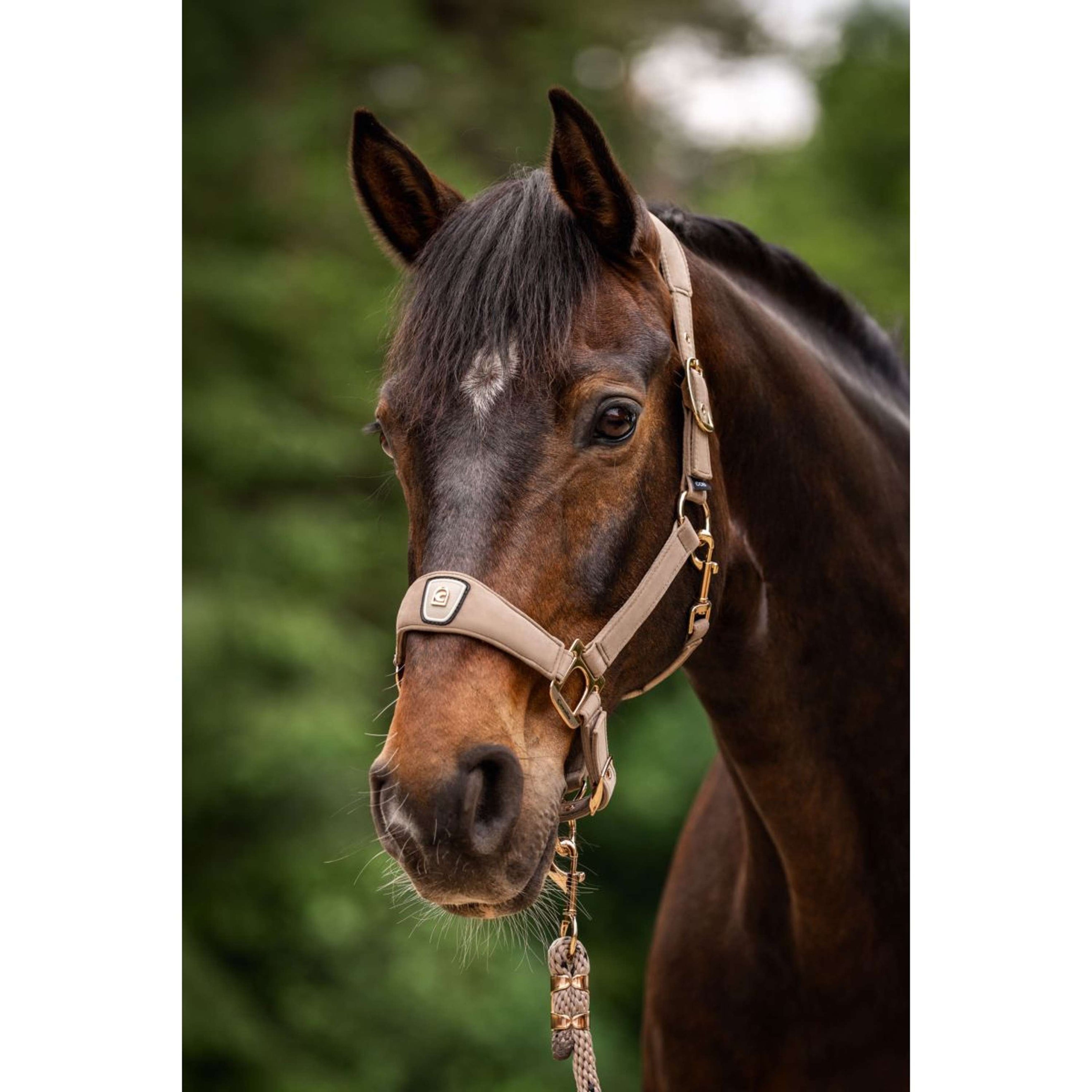 Cavallo Halfter CavalPawel Mocha Latte Cavallo Halfter CavalPawel Mocha Latte