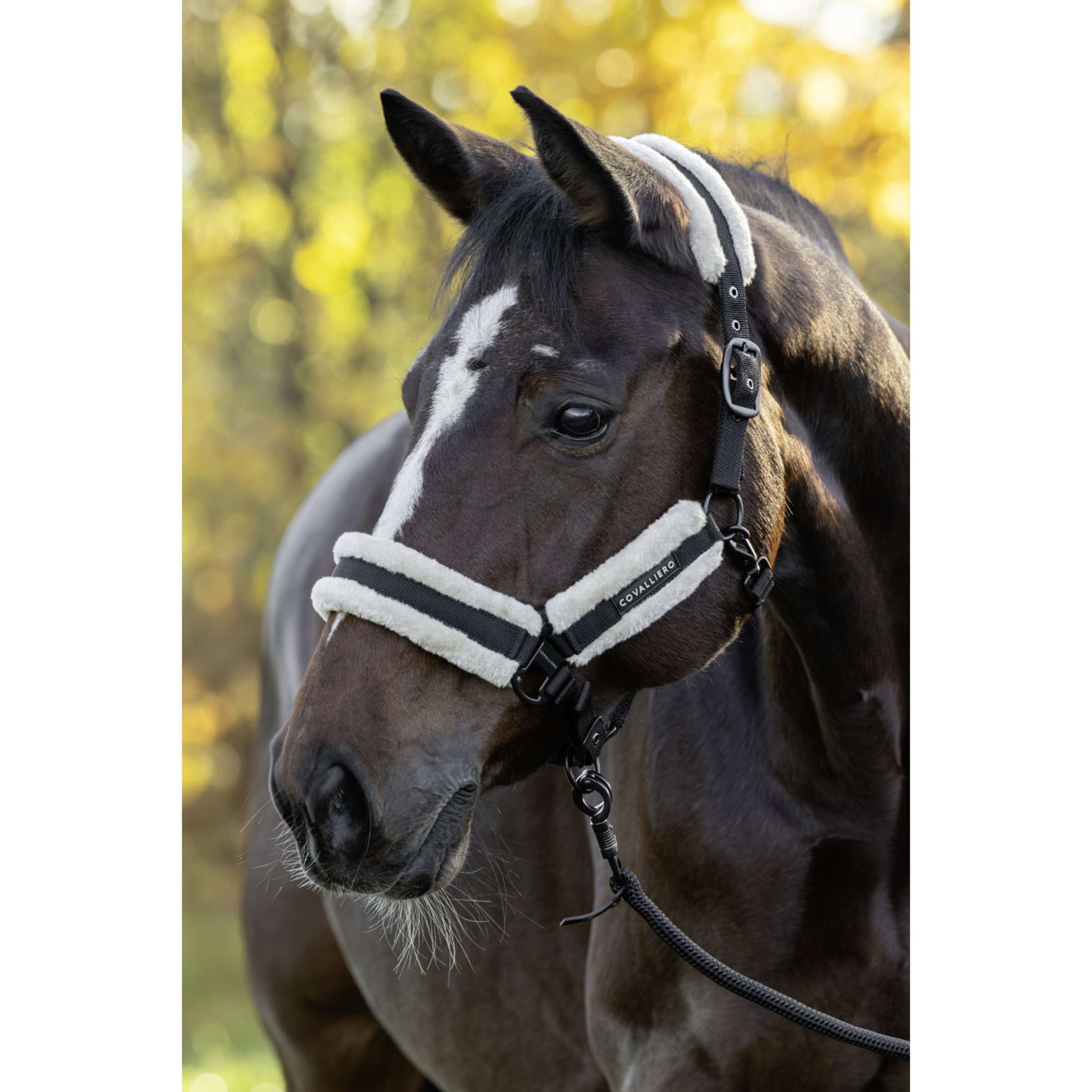 Covalliero Halfter Soft AW26 Schwarz