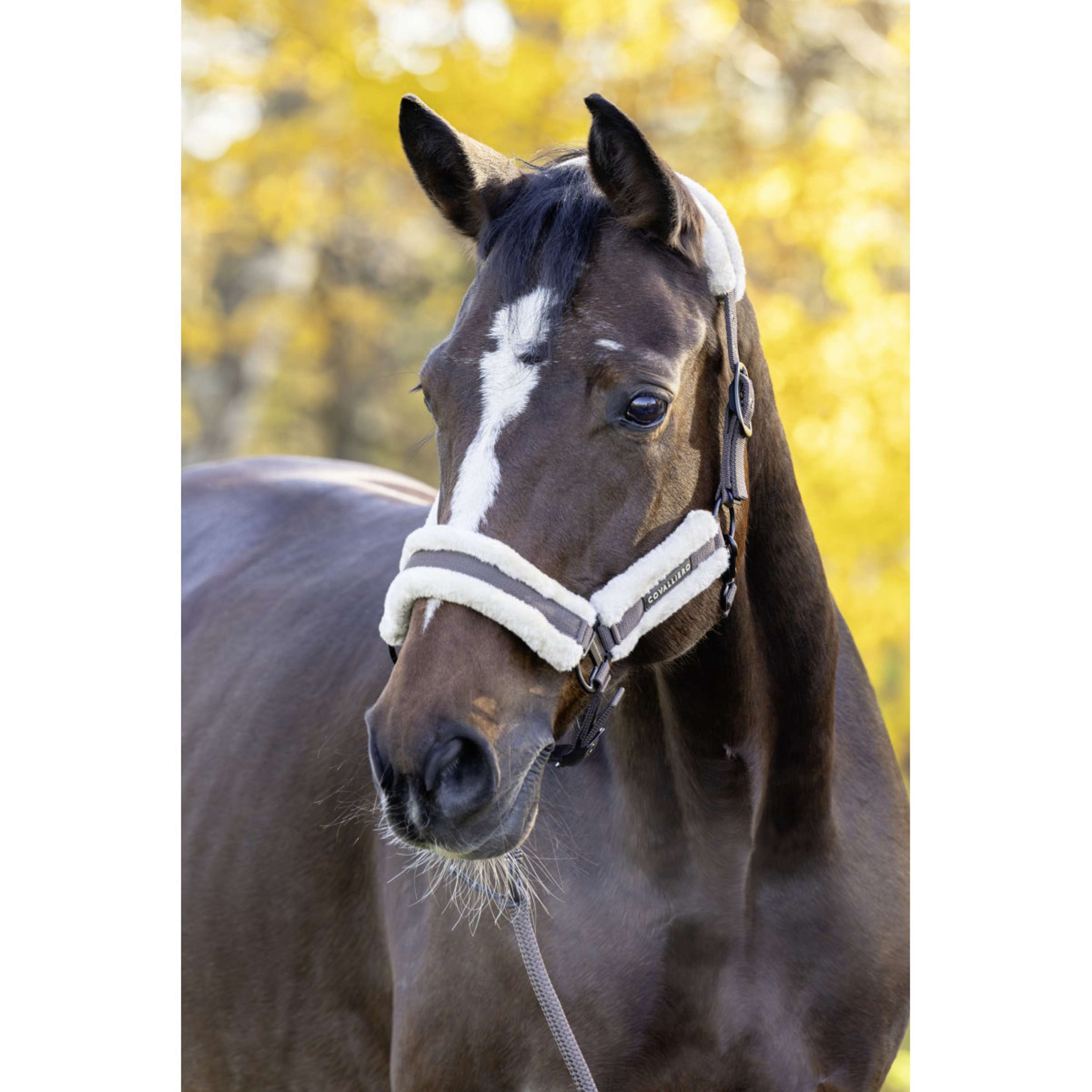 Covalliero Halfter Soft AW26 Milky Chocolate