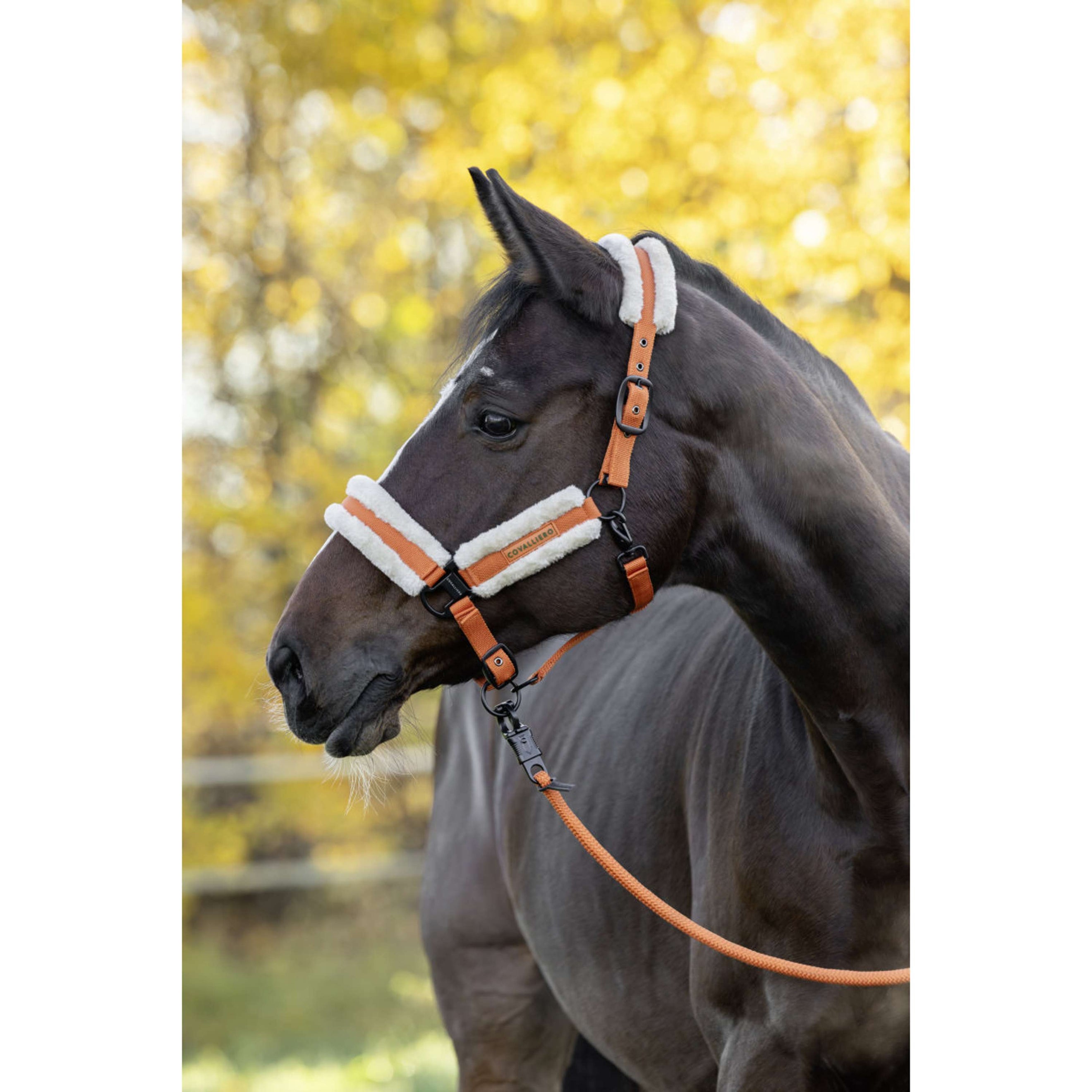 Covalliero Halfter Soft AW26 Orange Covalliero Halfter Soft AW26 Orange