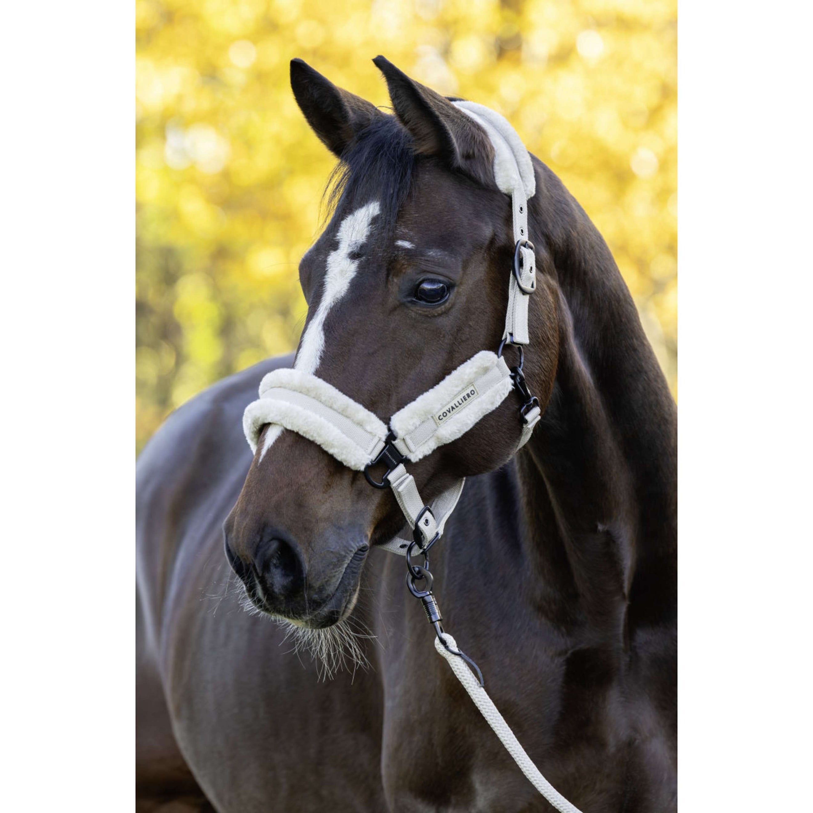 Covalliero Halfter Soft AW26 Beige
