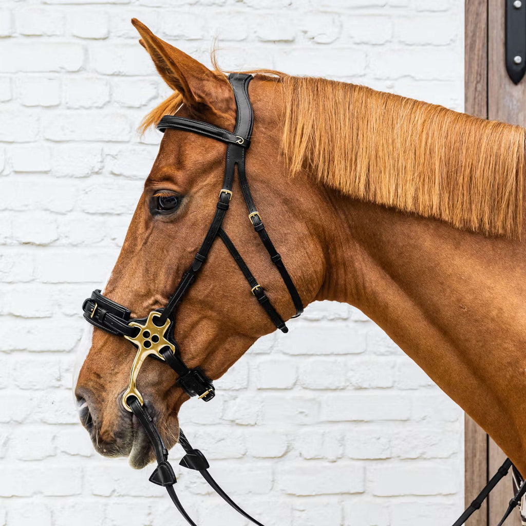 Dyon Zaum Hackamore Schwarz