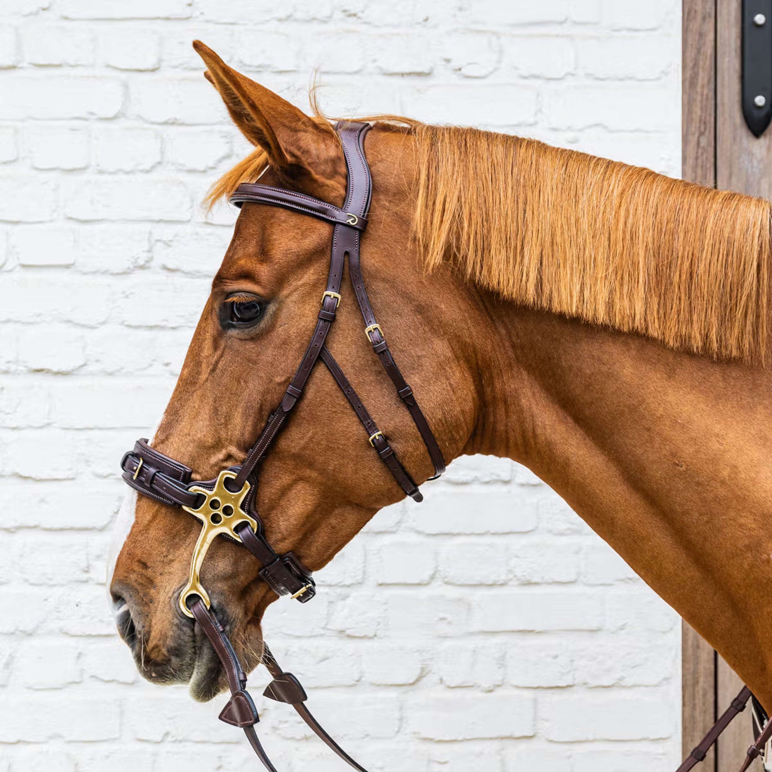 Dyon Zaum Hackamore Braun Dyon Zaum Hackamore Braun