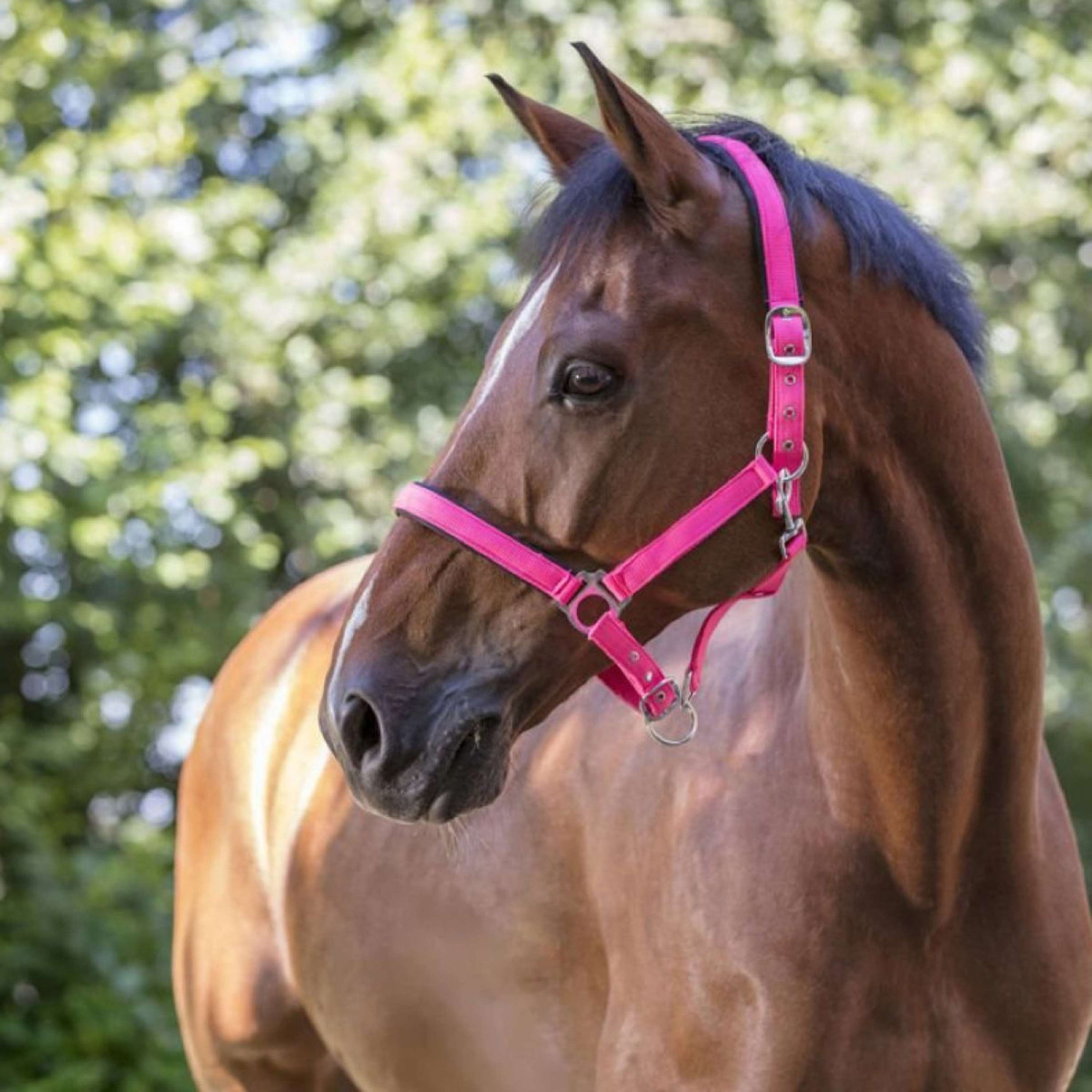 Norton Halfter Fluo Unterlegt Rosa Norton Halfter Fluo Unterlegt Rosa