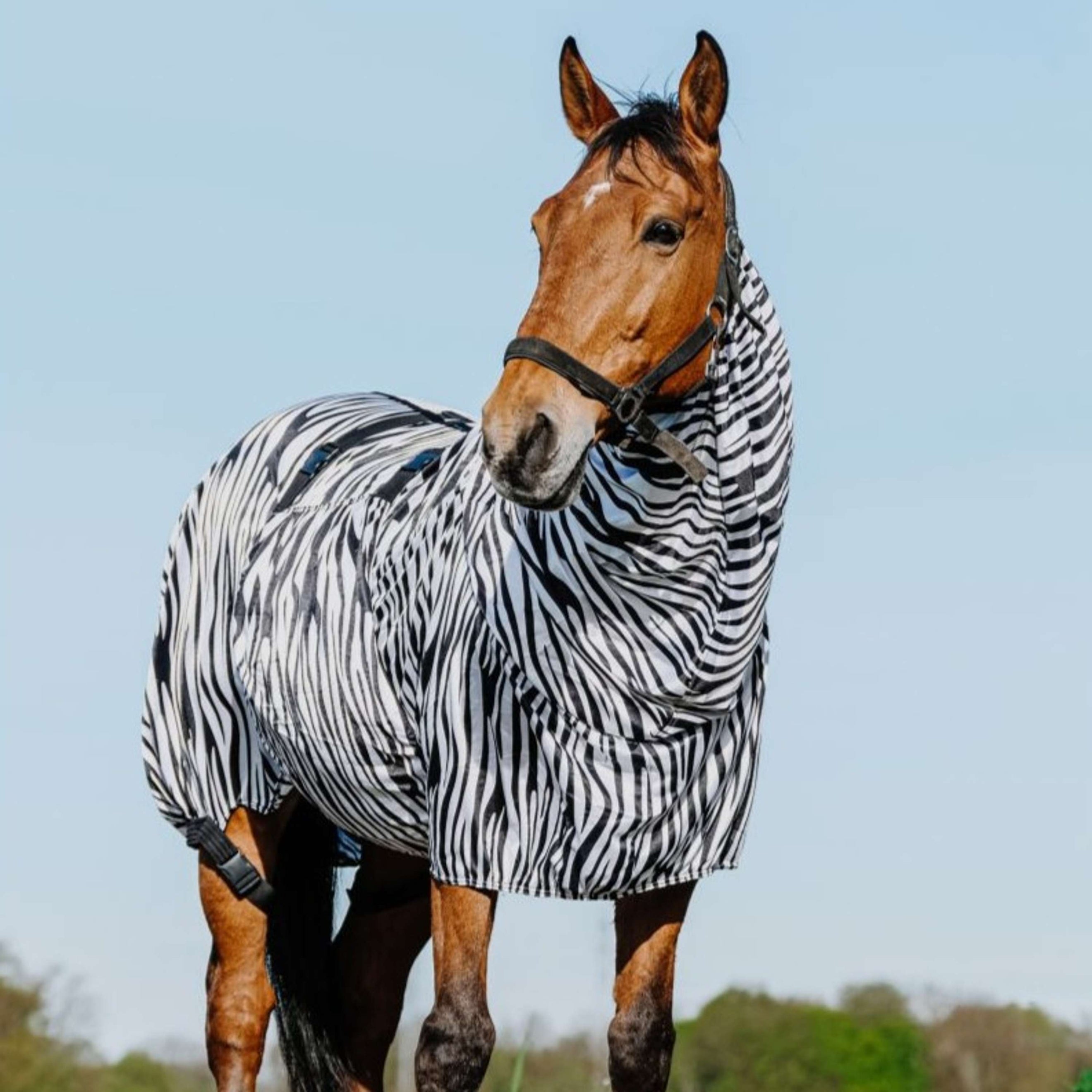 Riding World Ekzemerdecke Zebra Riding World Ekzemerdecke Zebra