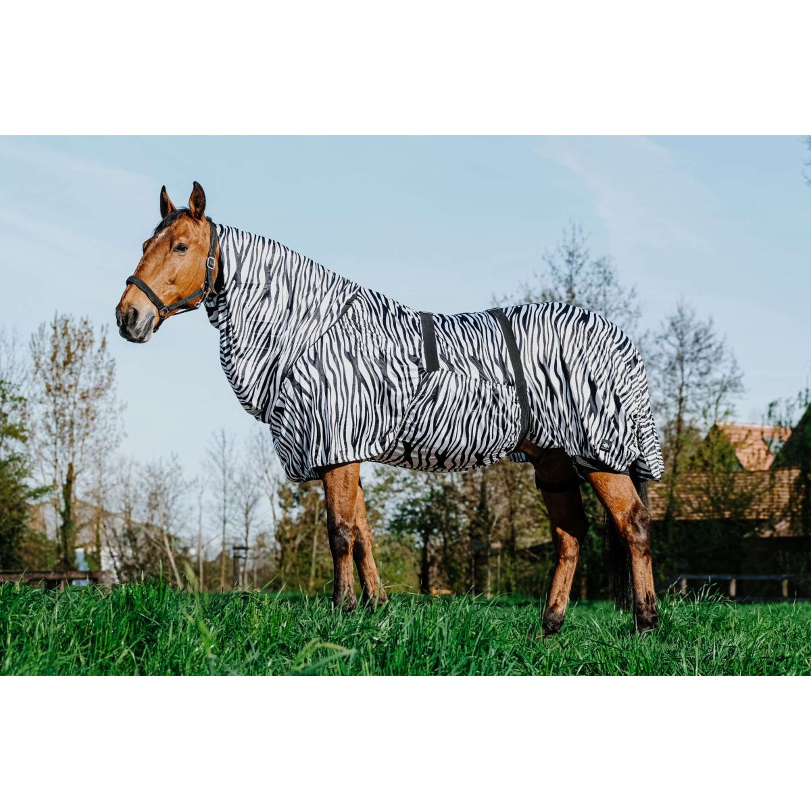 Riding World Ekzemerdecke Zebra Riding World Ekzemerdecke Zebra