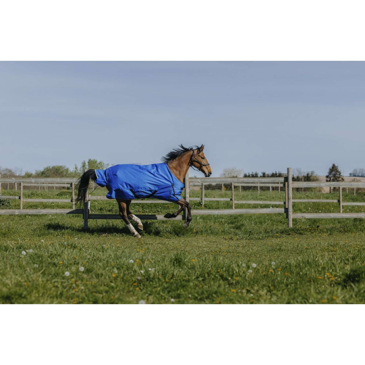 EQUITHÈME Outdoordecke Tyrex 1200D 0g Aisance Standard Royal Blue