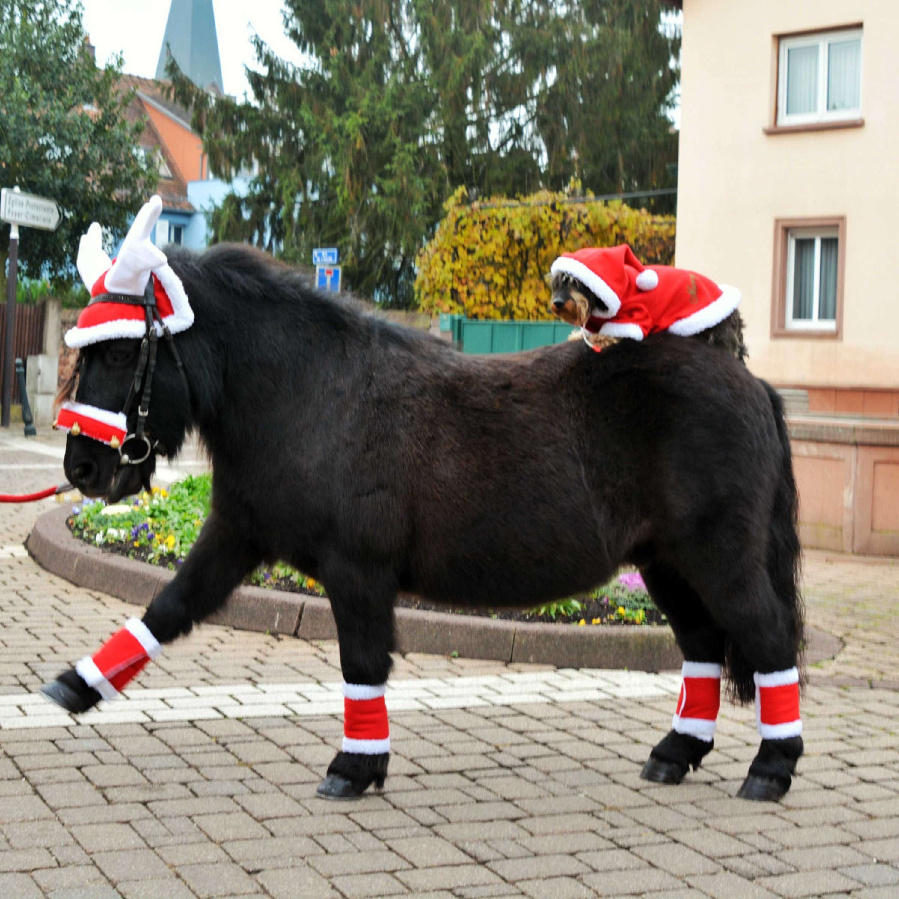 EQUITHÈME Rentiergeweih Nikolausmütze Rot