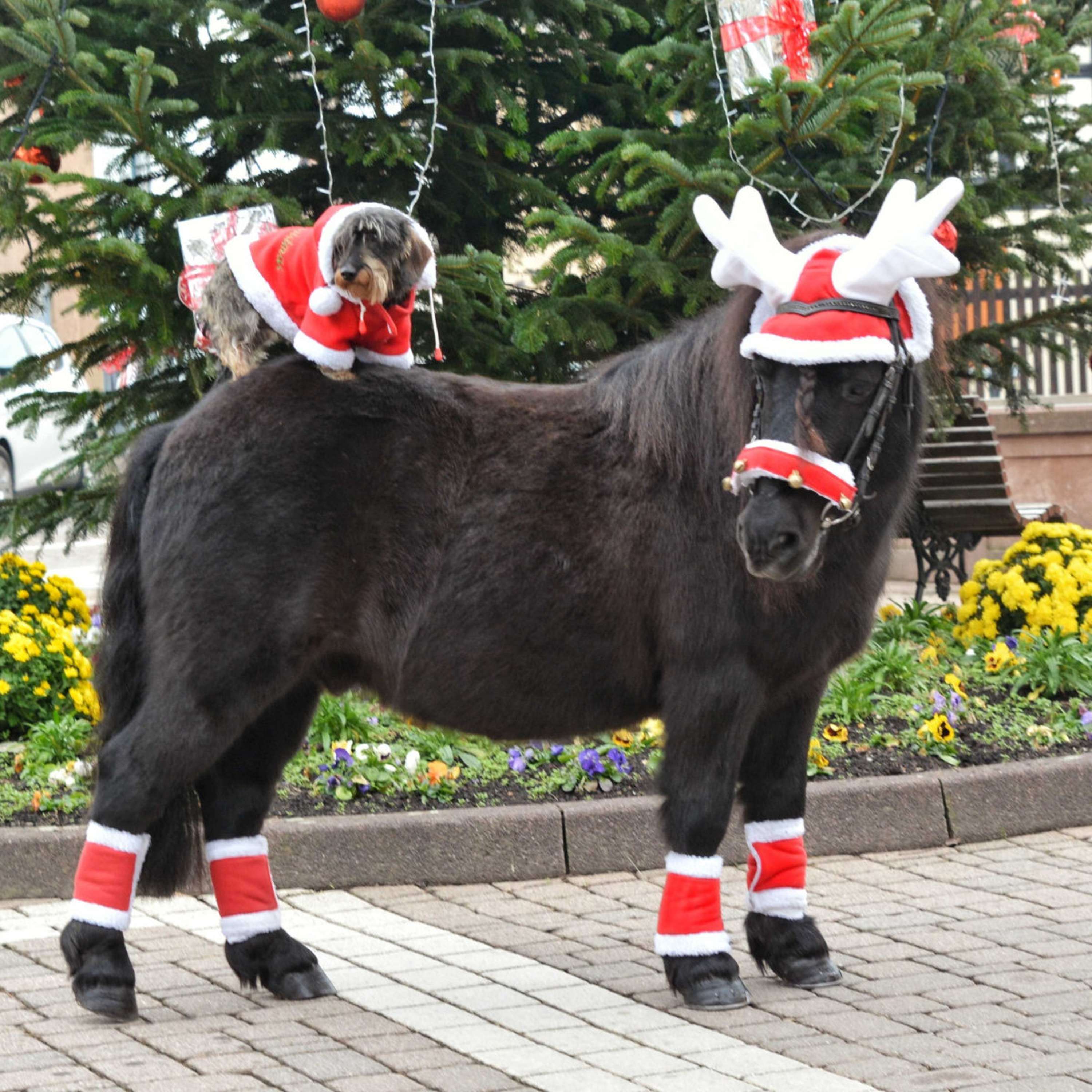 EQUITHÈME Rentiergeweih Nikolausmütze Rot