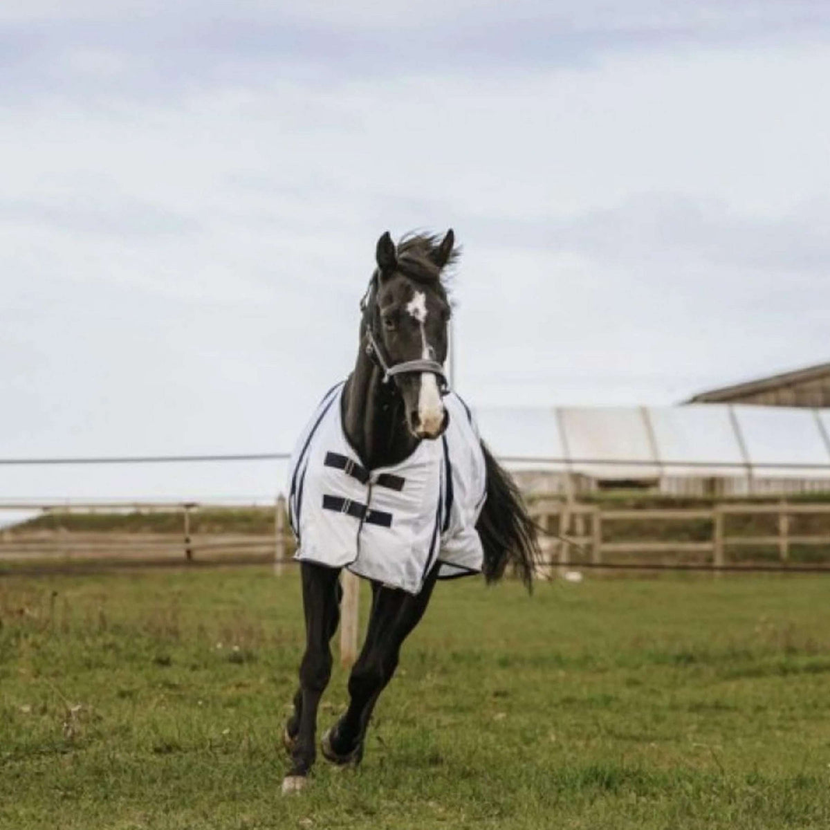 EQUITHÈME Fliegendecke Mesh Weiß