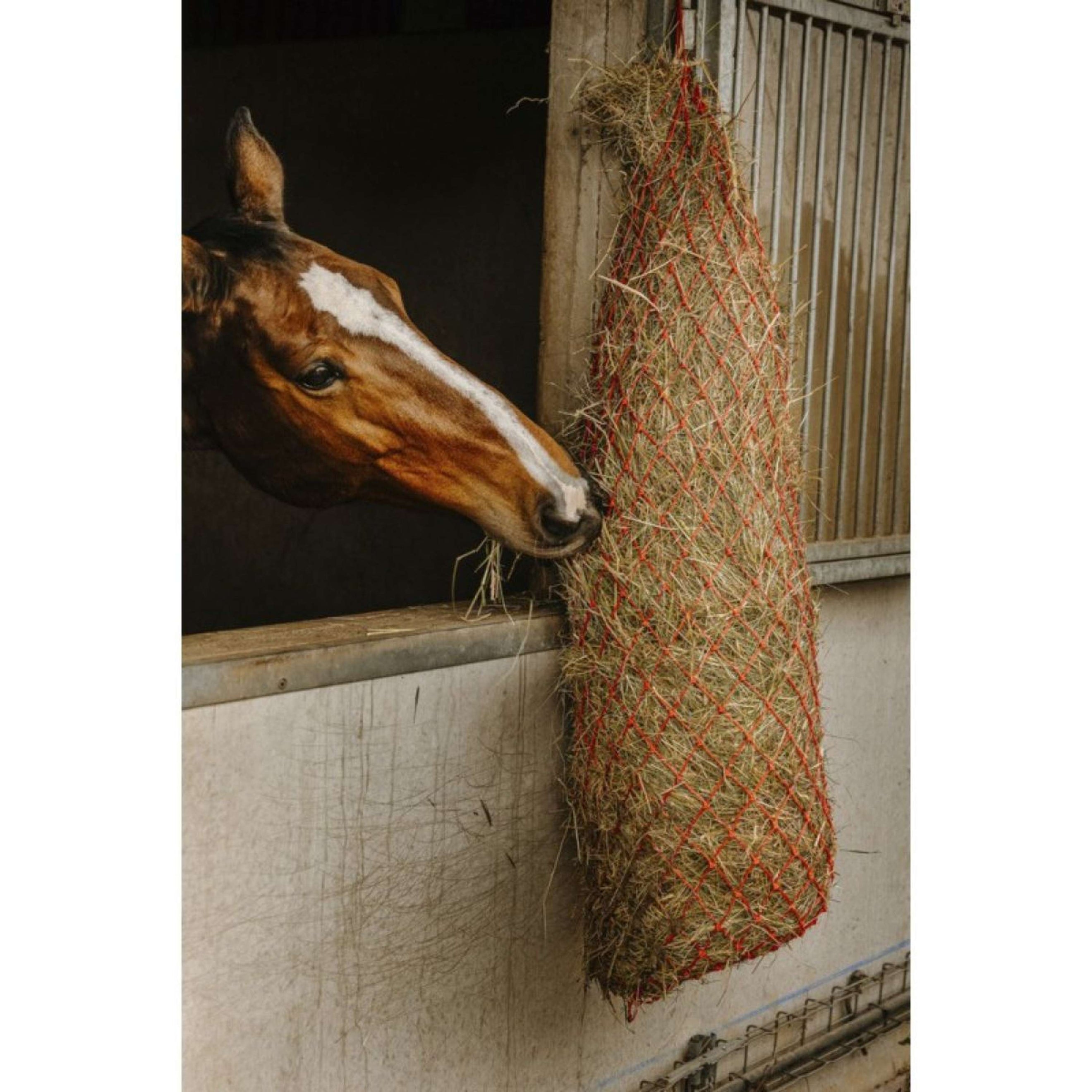 Hippotonic Heunetz Long Rot Hippotonic Heunetz Long Rot