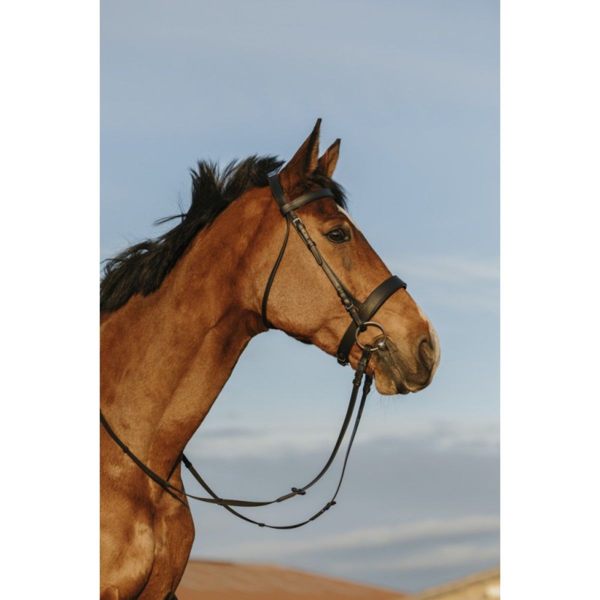 Riding World Zaum Wide Noseband Schwarz