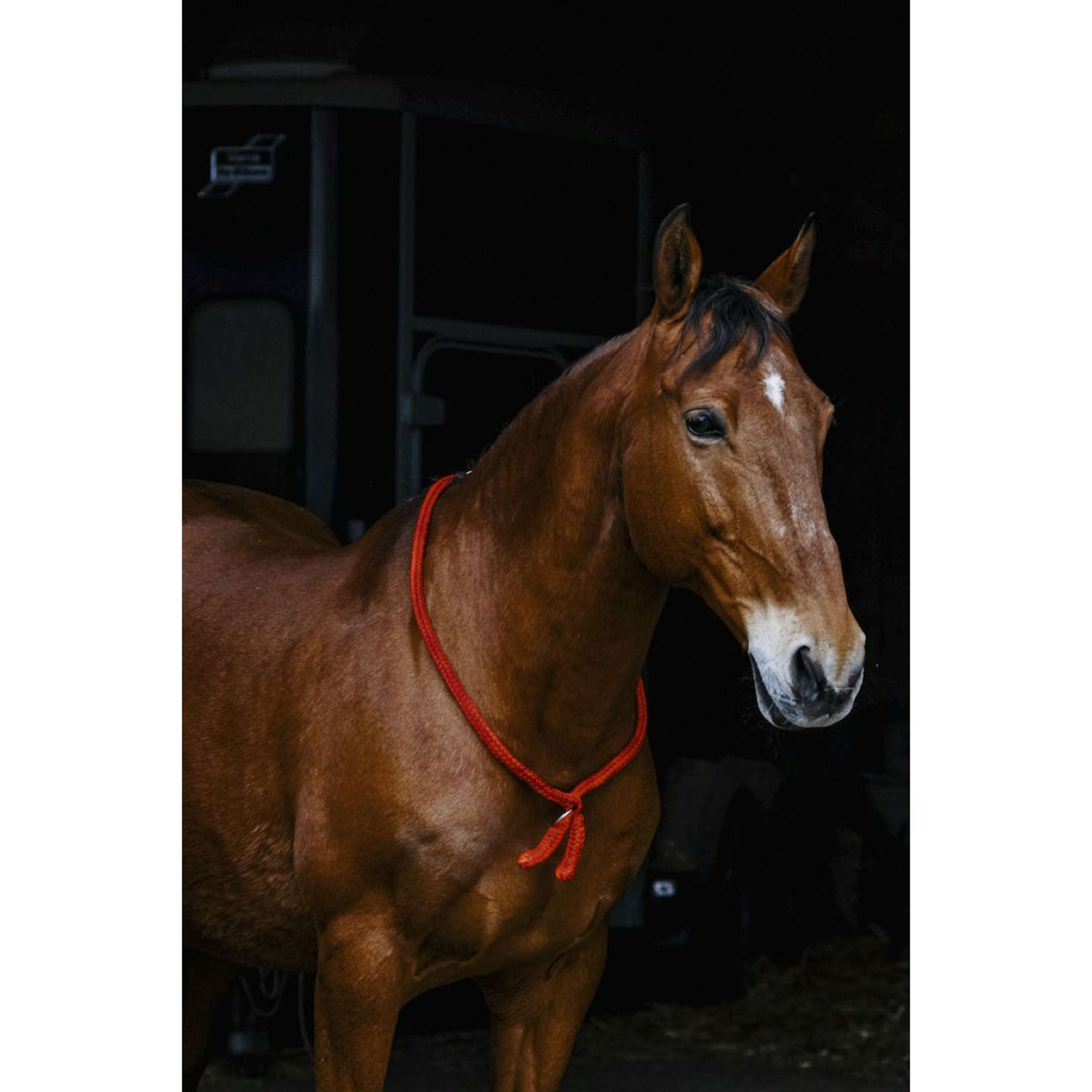 Norton Neckrope Rot Norton Neckrope Rot
