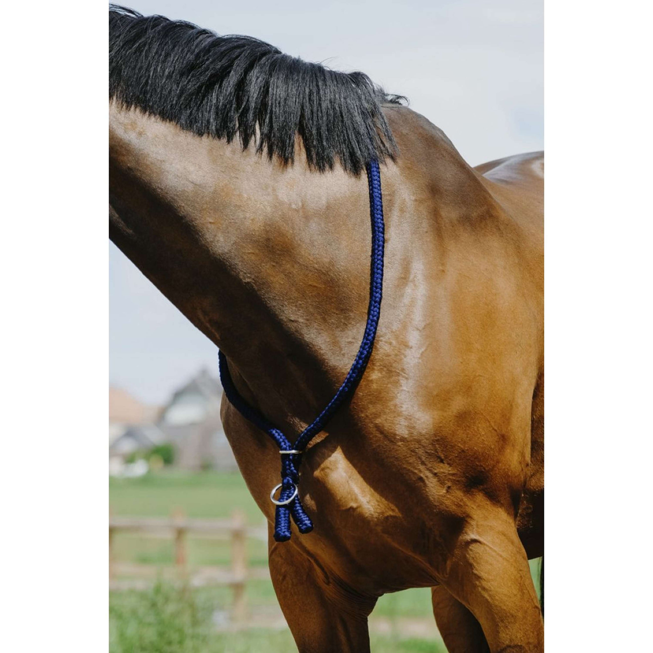 Norton Neckrope Royal Blue Norton Neckrope Royal Blue