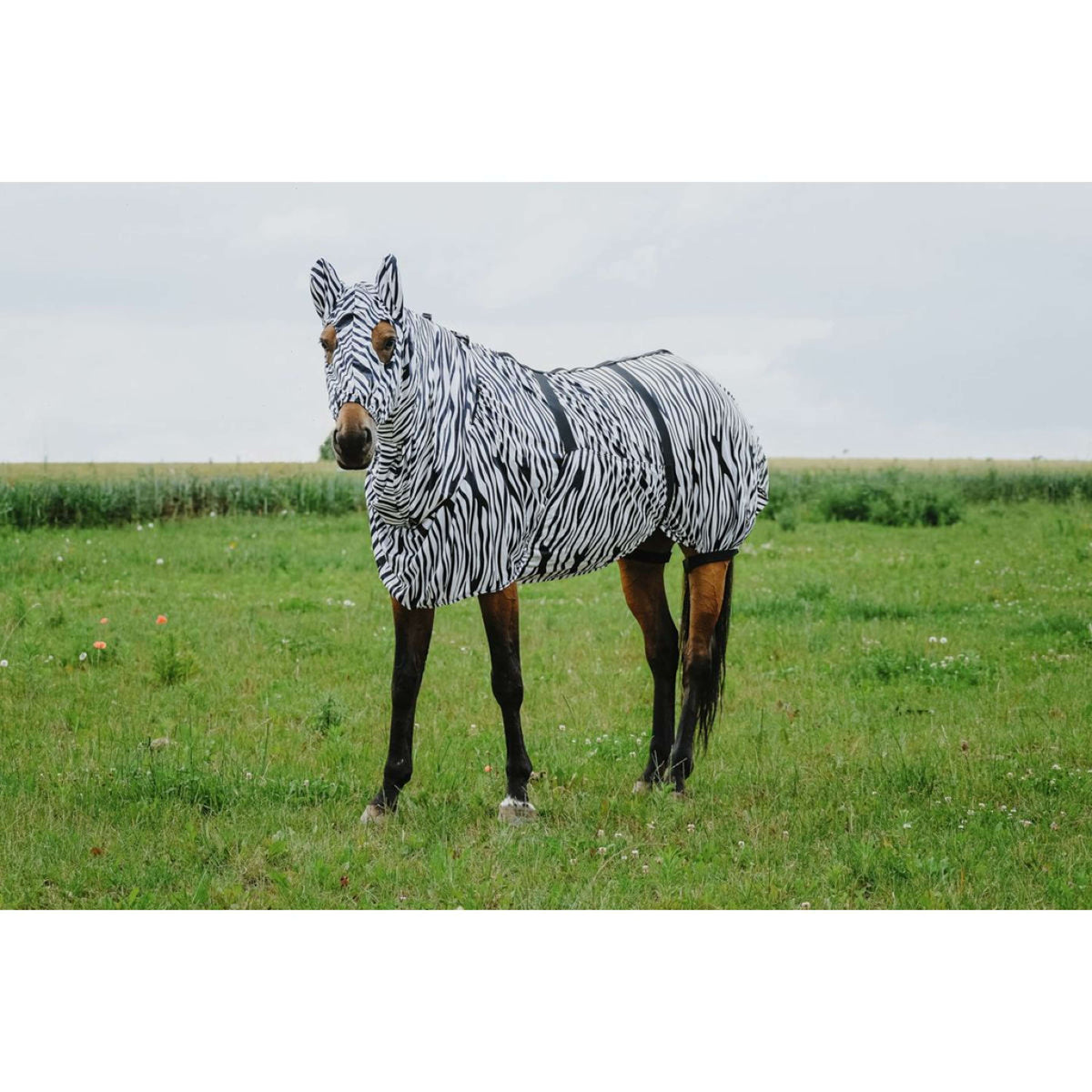 Riding World Ekzemmaske Zebra