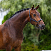 Equestrian Stockholm Halfter Line Schwarz