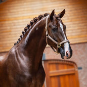 Equestrian Stockholm Halfter Line Champagne