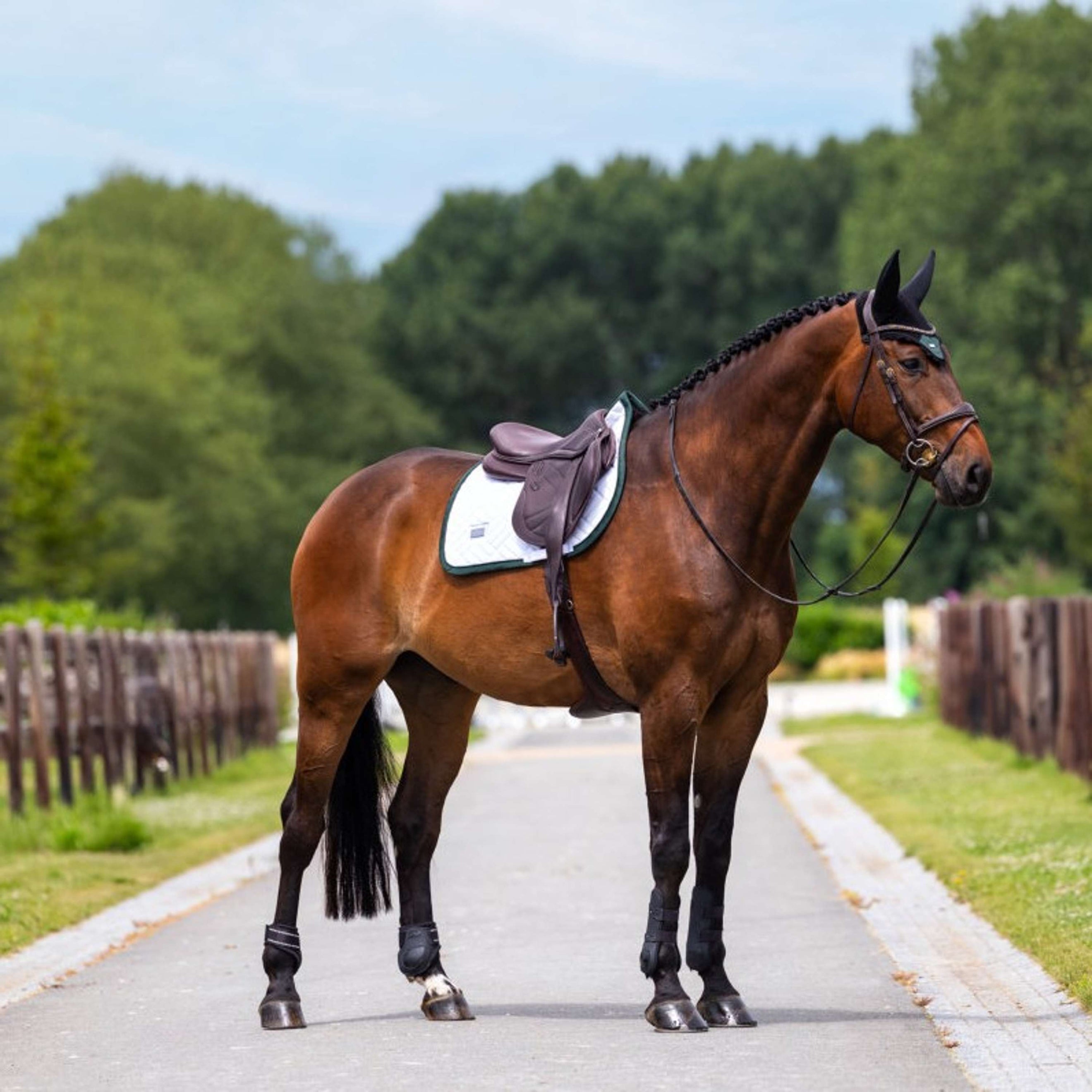 Equestrian Stockholm Schabracke Modern Springen Weiß/Sycamore Green