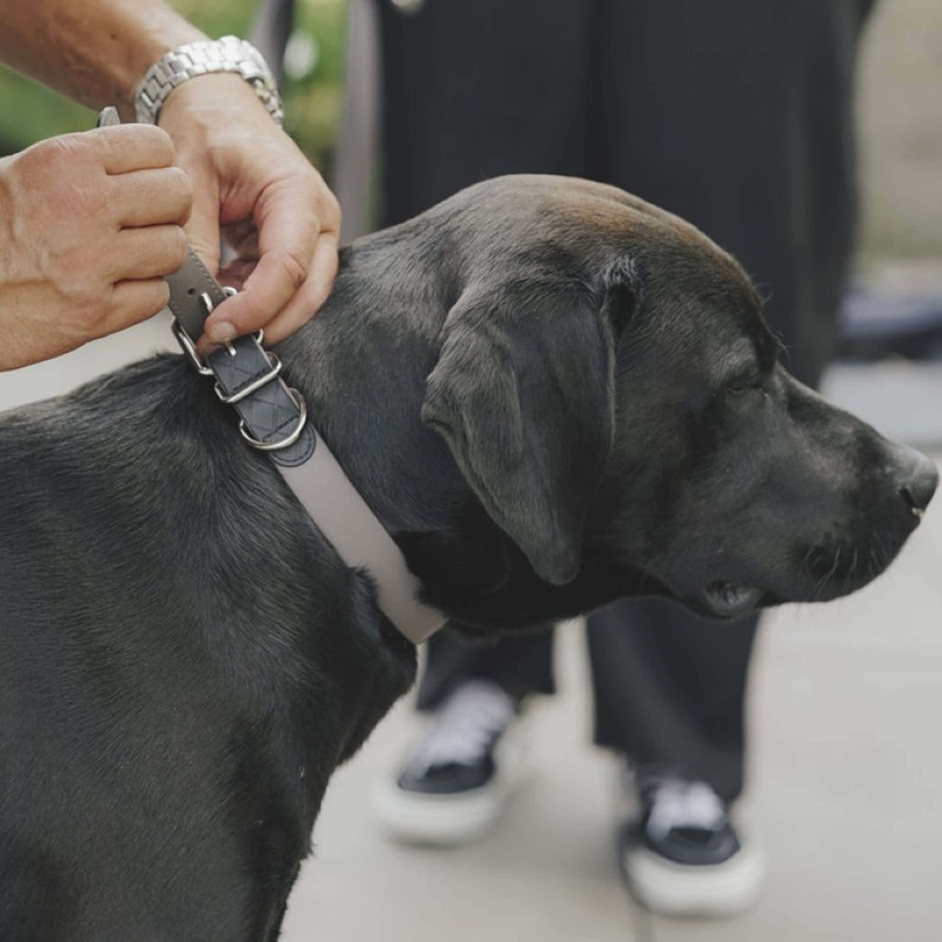 Hunter x Eskadron Hundehalsband Spark Taupe